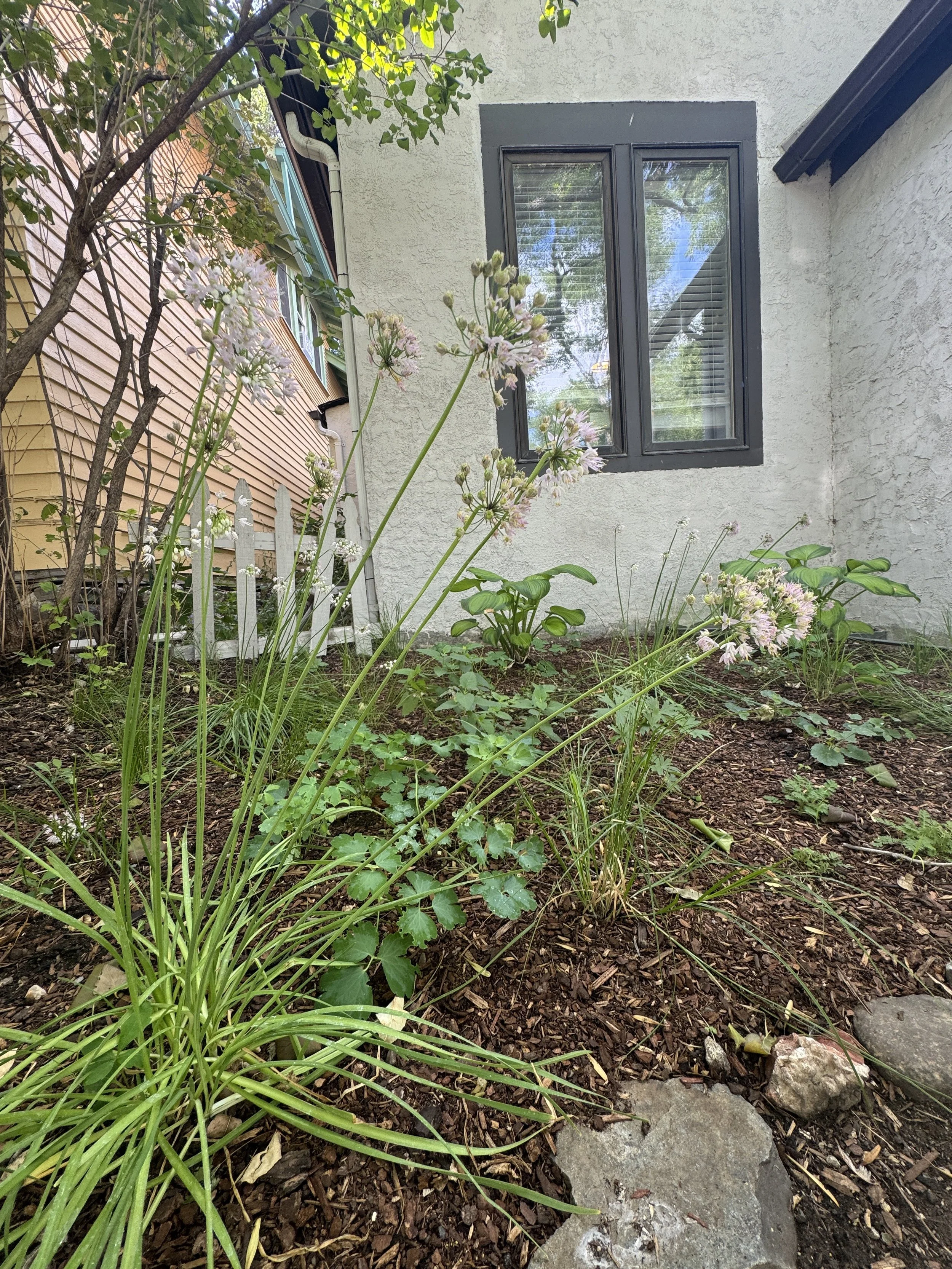 A garden bed with flowering plants and greenery in front of a house with a white stucco exterior and a black-framed window.
