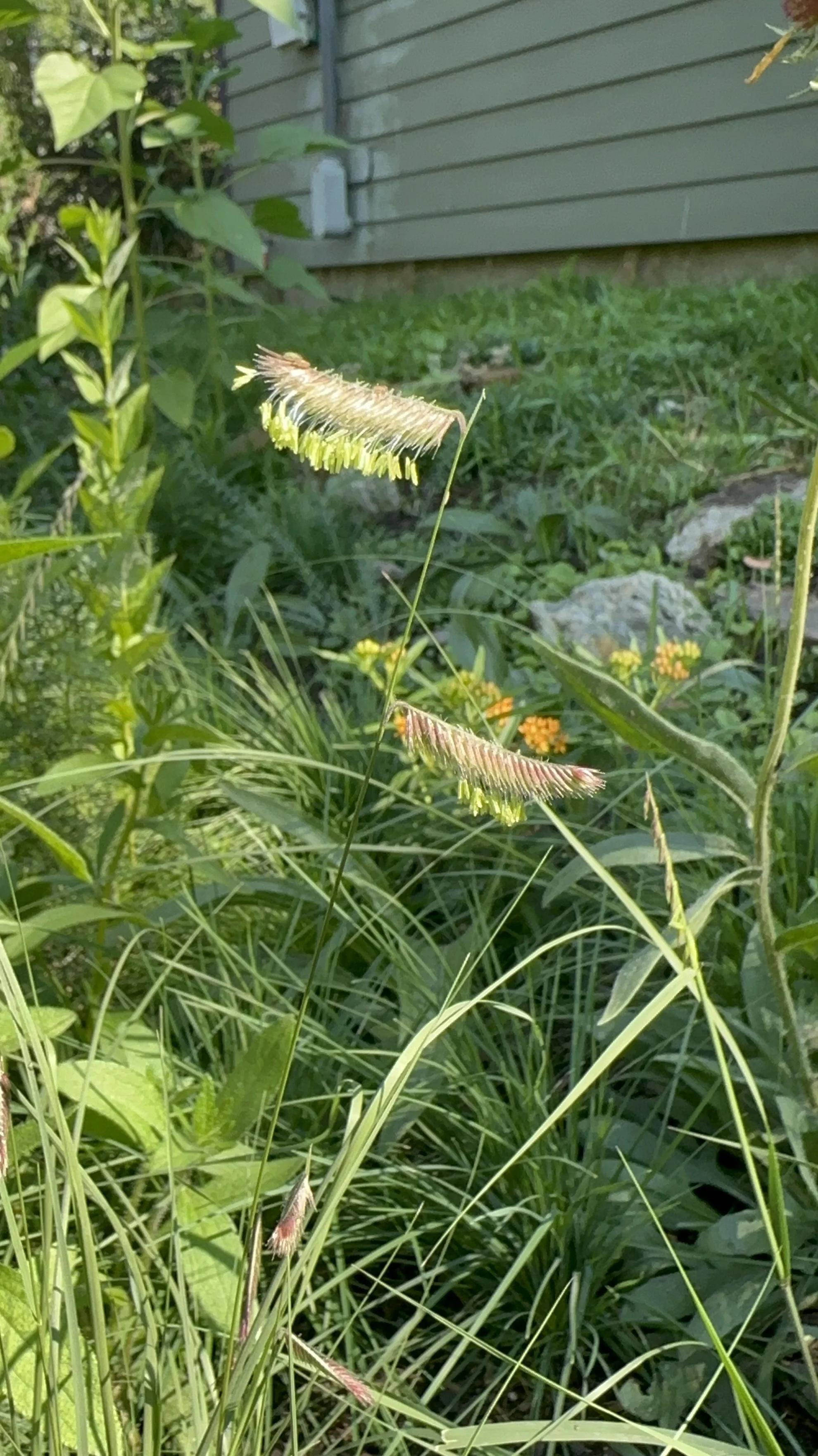 Close-up of tall grass and plants with seed heads in a garden near a house with gray siding.