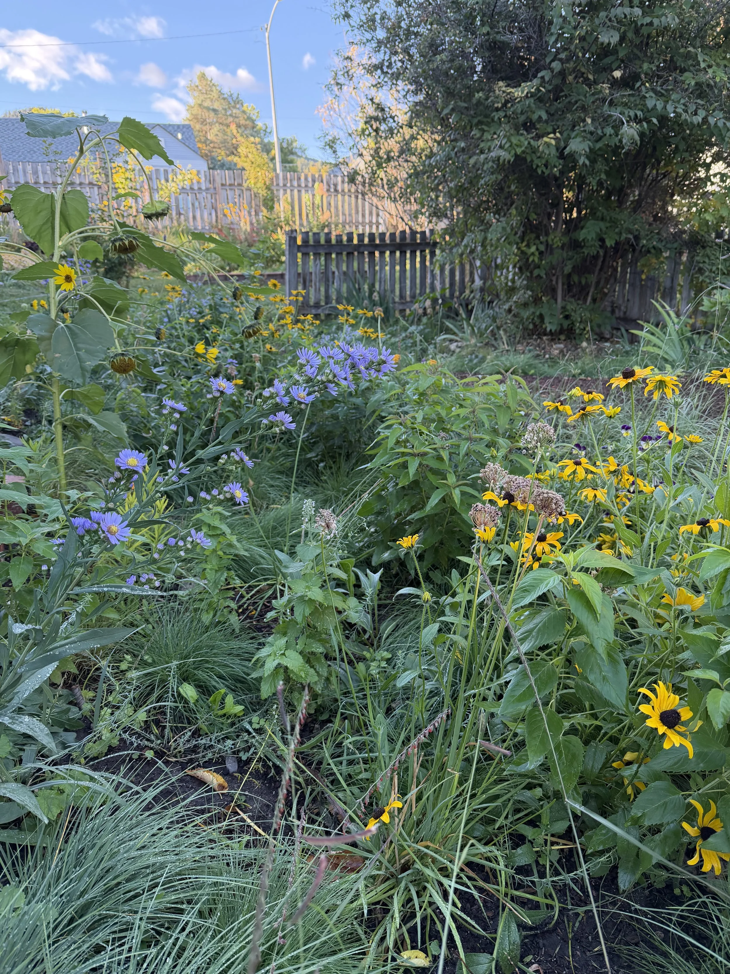 A lush garden with a variety of colorful flowers, including yellow and purple blooms, in front of a weathered wooden fence and trees against a blue sky.