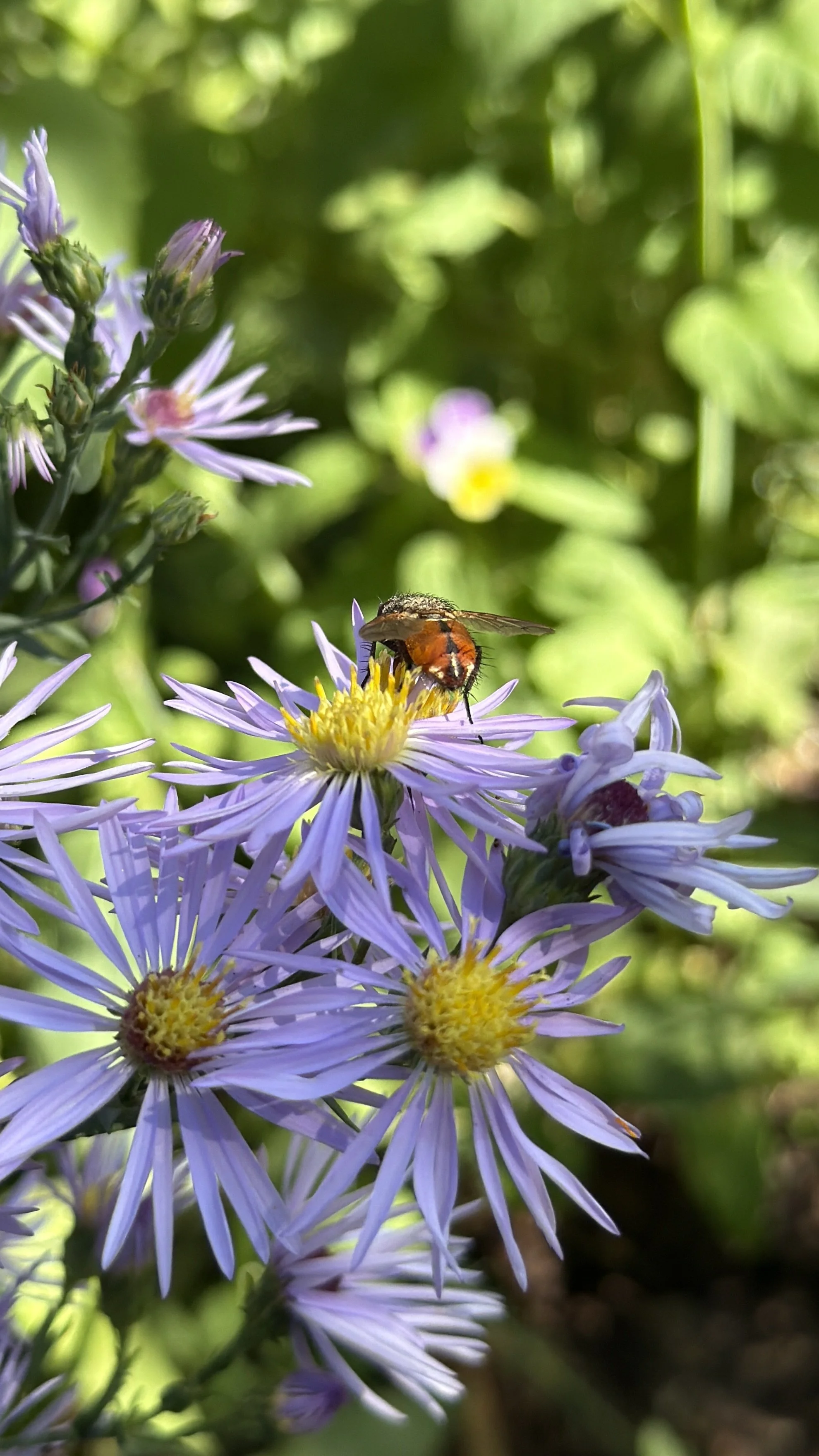 Close-up of purple aster flowers with yellow centers, with a bee collecting nectar on one of the flowers, set against a blurred green background.
