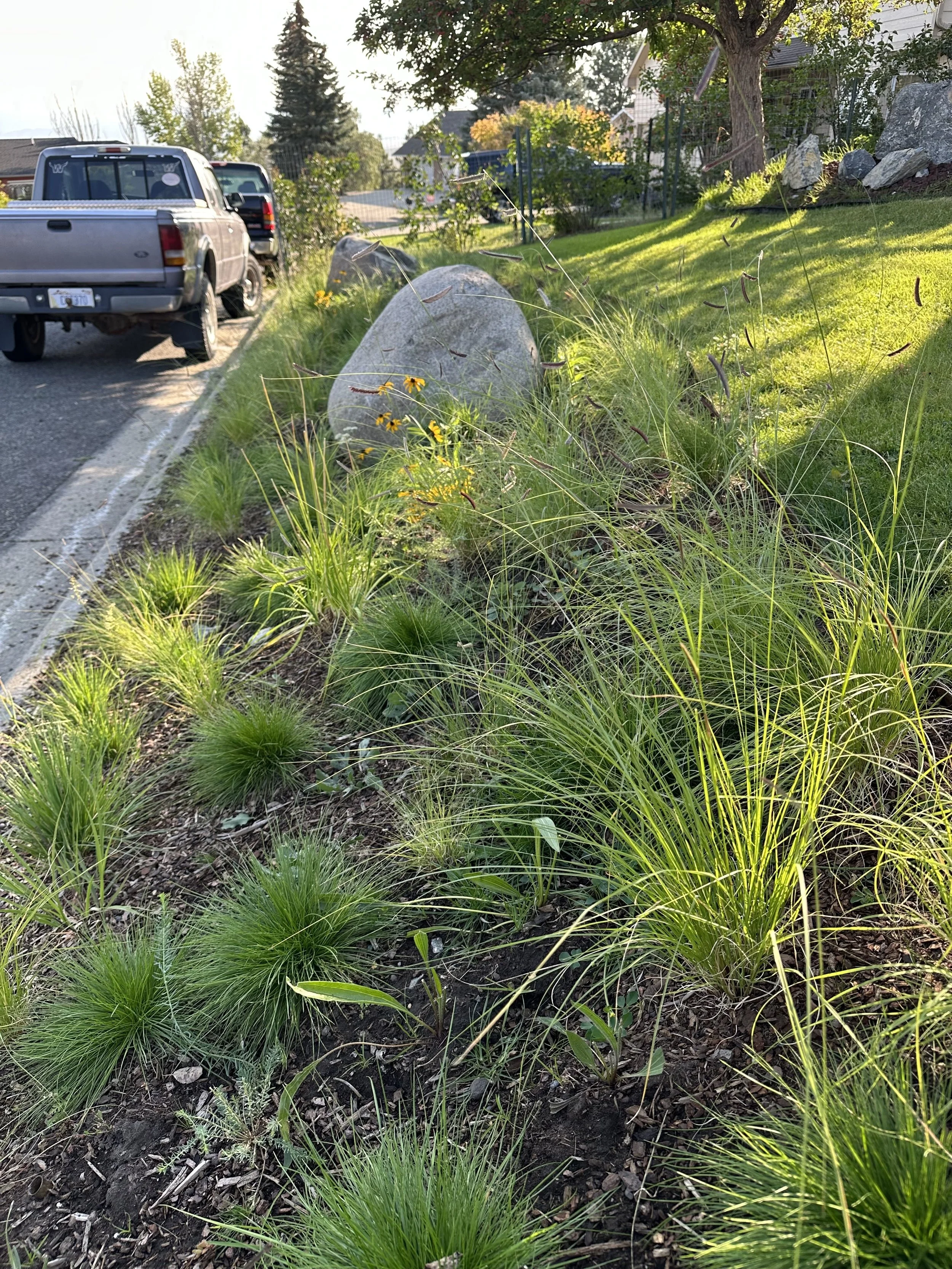 A residential yard with a sloped grassy lawn, a large boulder, and various native meadow flowers and grasses. Two parked trucks are on the street, and there are trees and houses in the background.