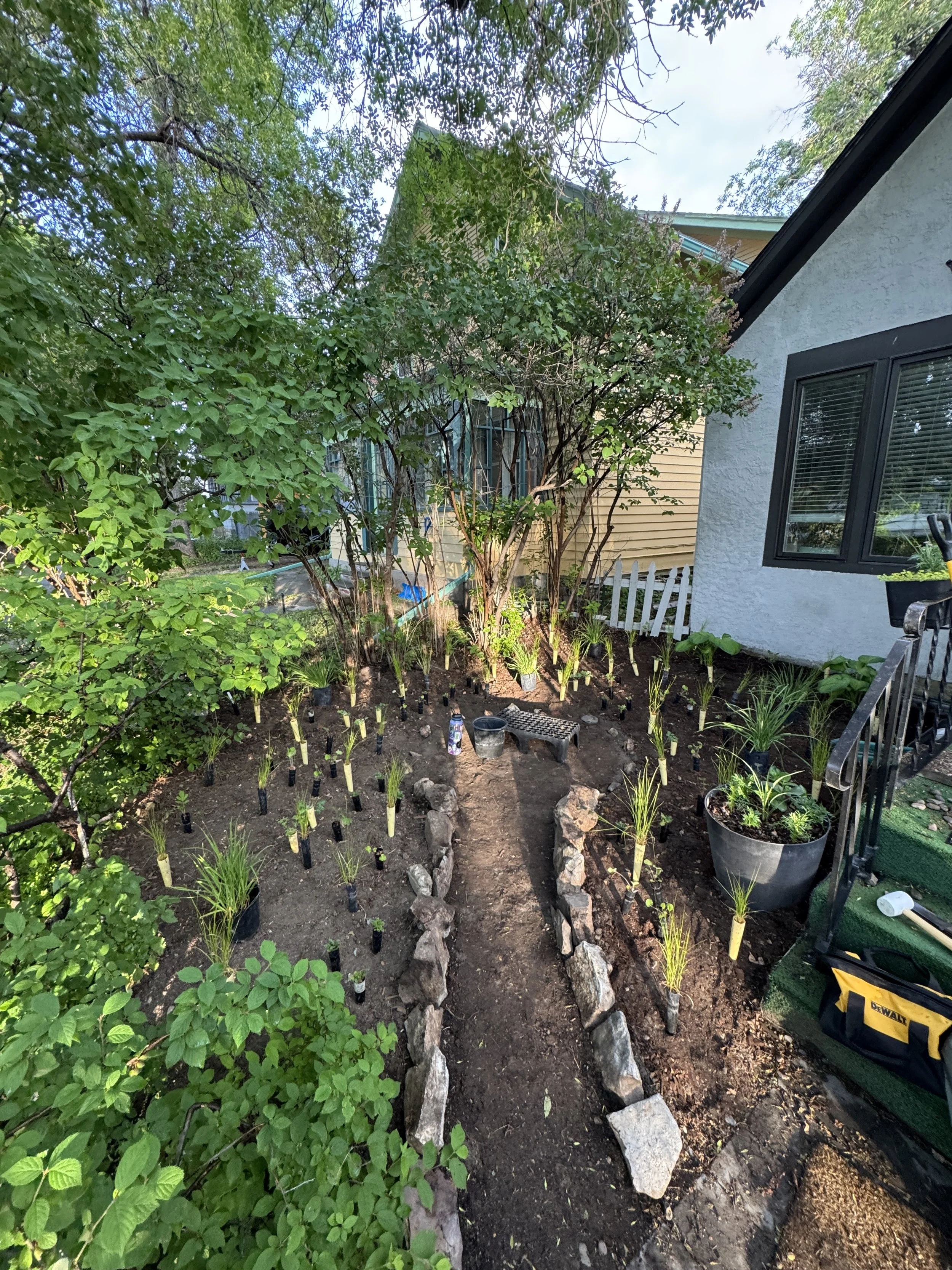 A backyard garden with newly planted grass or ornamental plants, bordered with rocks, under a tree with green leaves. There is a house with white and beige walls, a small white picket fence, and gardening tools and supplies nearby.