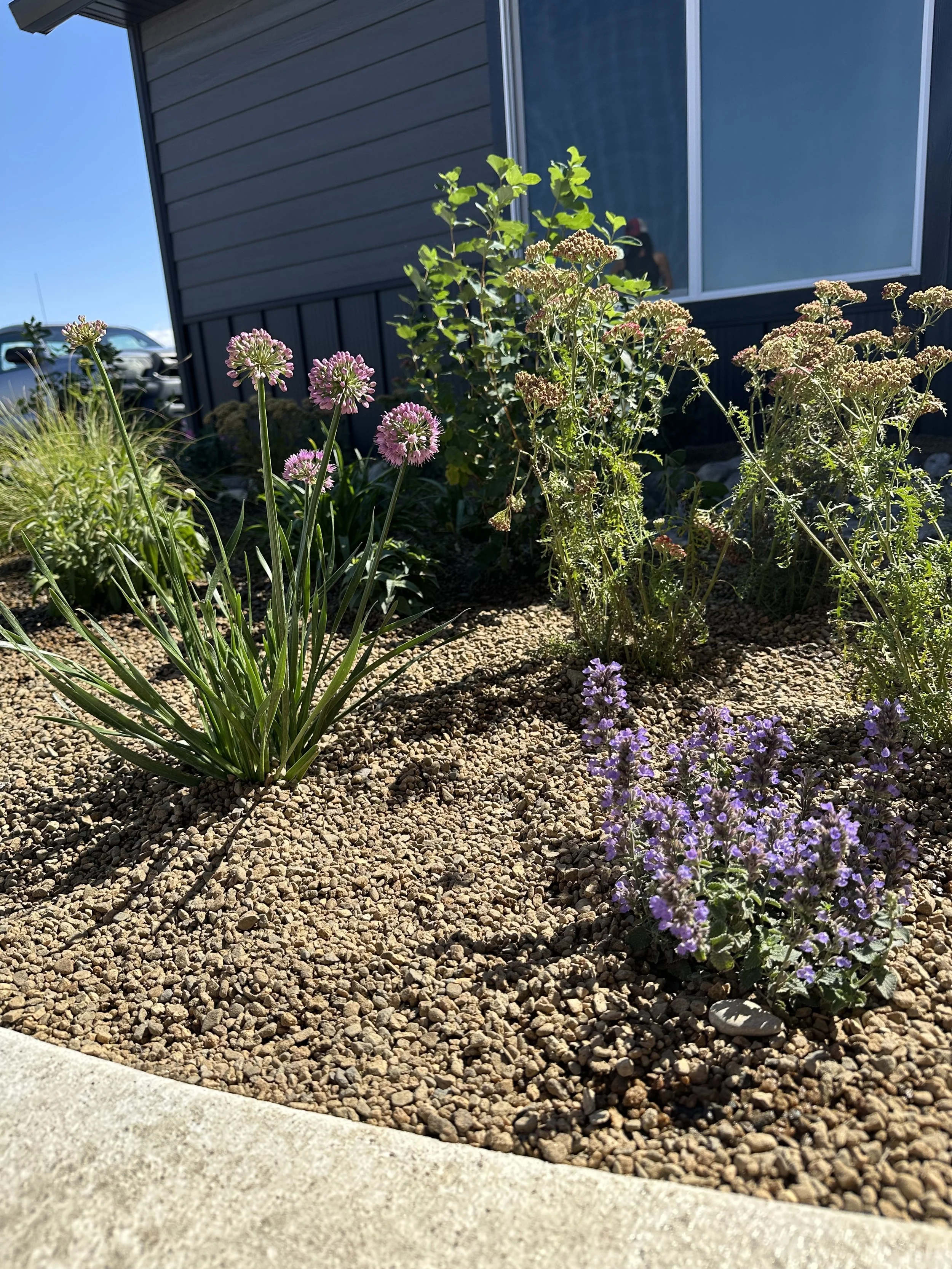Garden bed with purple and pink flowering plants in front of a dark gray house with a large window, under a clear blue sky.