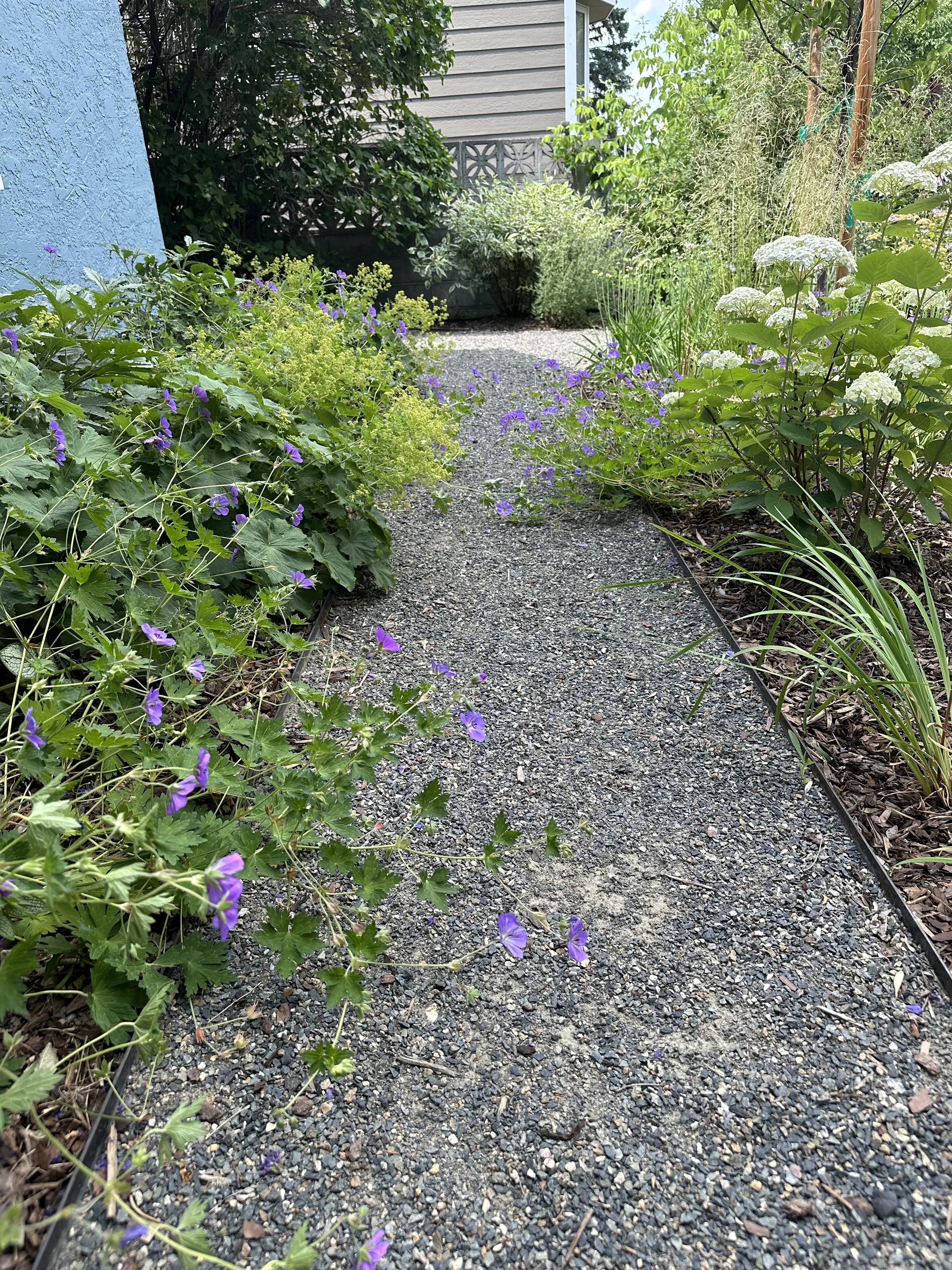 A gravel garden path bordered by green plants and purple, white, and yellow flowers, with a house wall visible at the end.