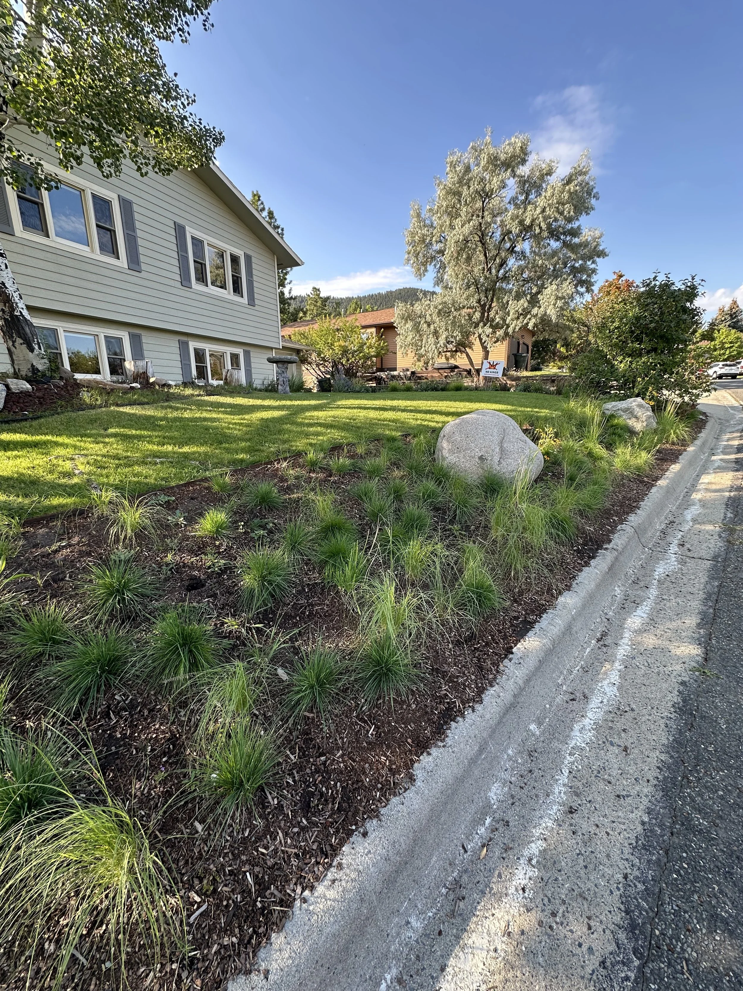 Residential yard with native meadow grasses and flowers, large rocks, and a multi-story house with beige siding and windows, a tree with silver leaves, and a clear blue sky.
