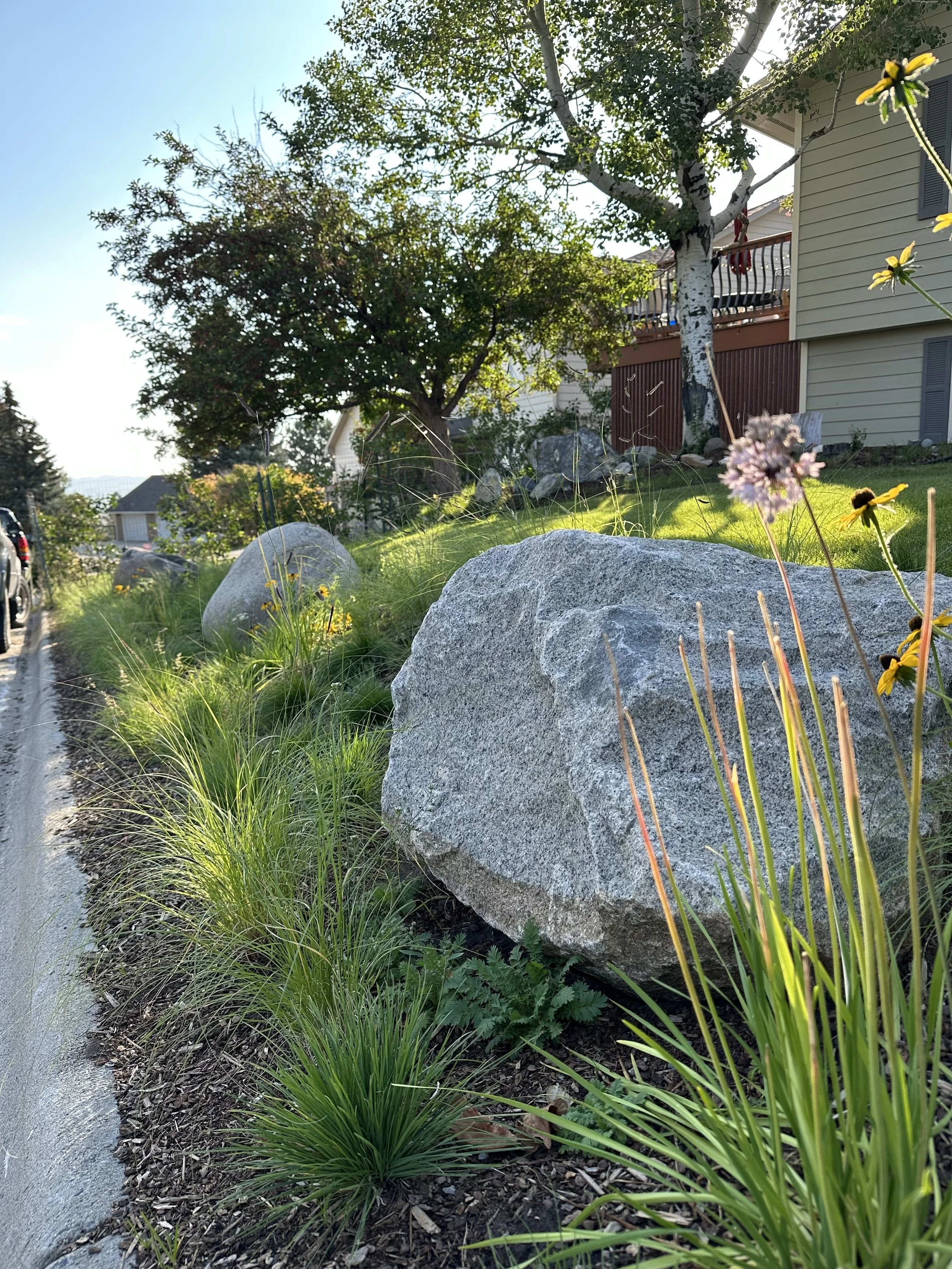 Large rocks and native meadow grasses along a street, with a house and trees in the background on a sunny day.
