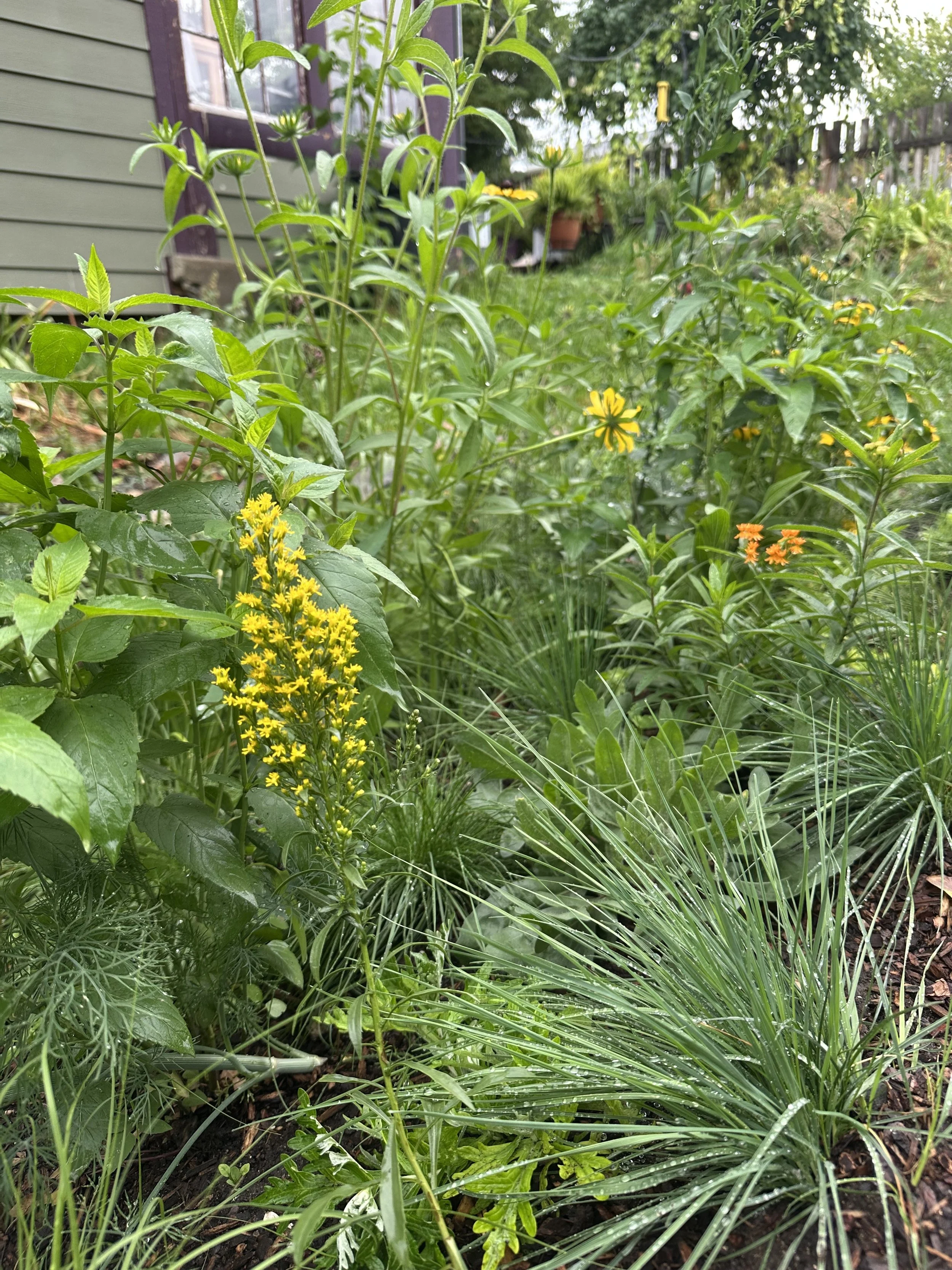 A rain garden with various green plants, yellow and orange flowers, and a house in the background.