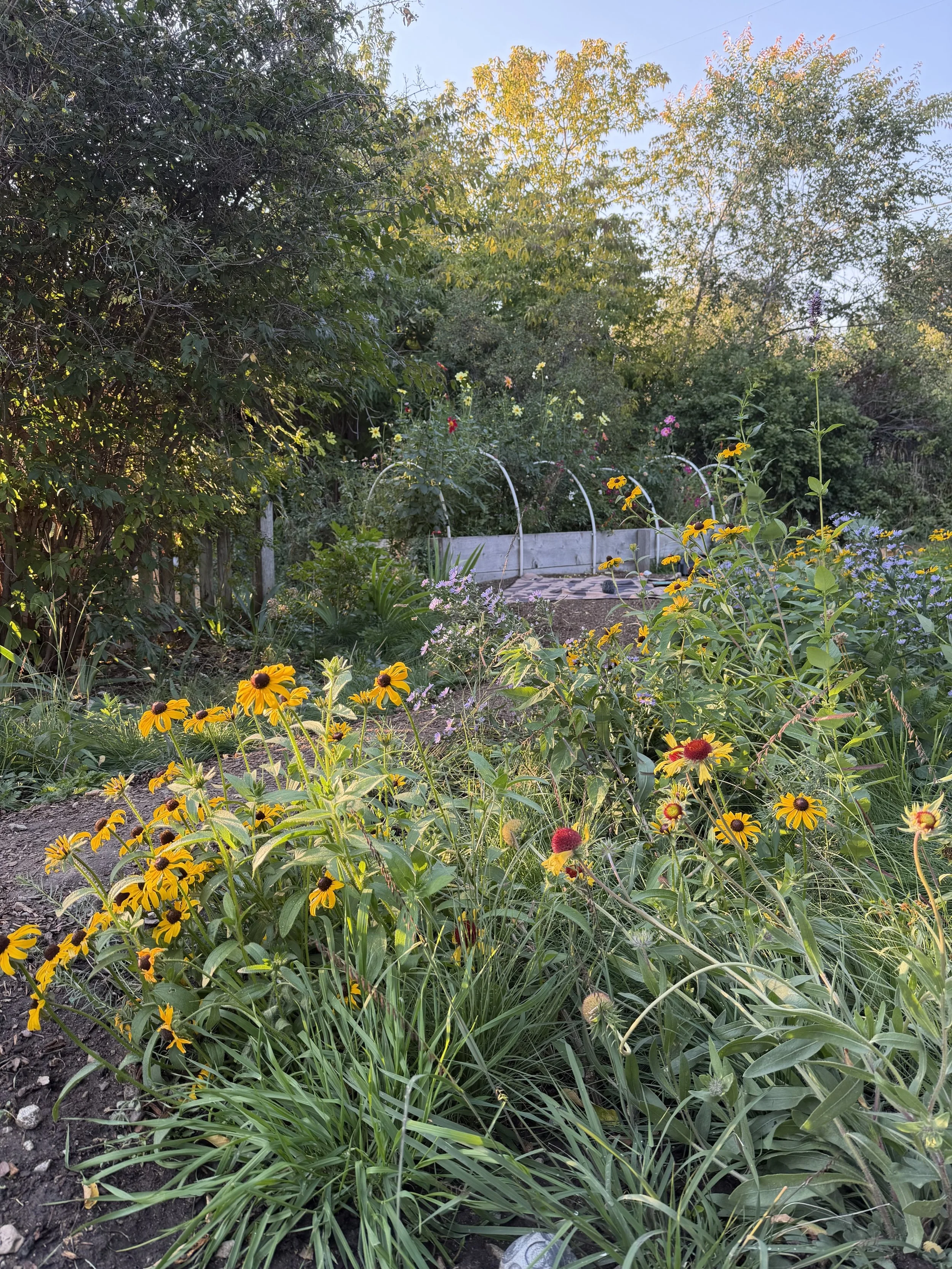 A lush garden with yellow and purple flowers, a stone pathway, and a raised garden bed with plants and flowers, surrounded by trees under a clear sky.