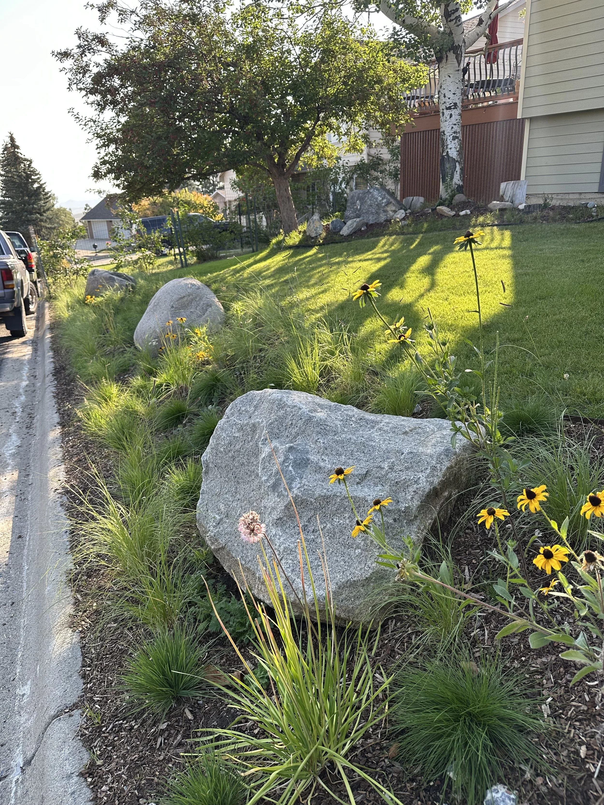 A landscaped neighborhood yard with large rocks, yellow flowers, green grass, trees, and a house in the background during late afternoon sunlight.