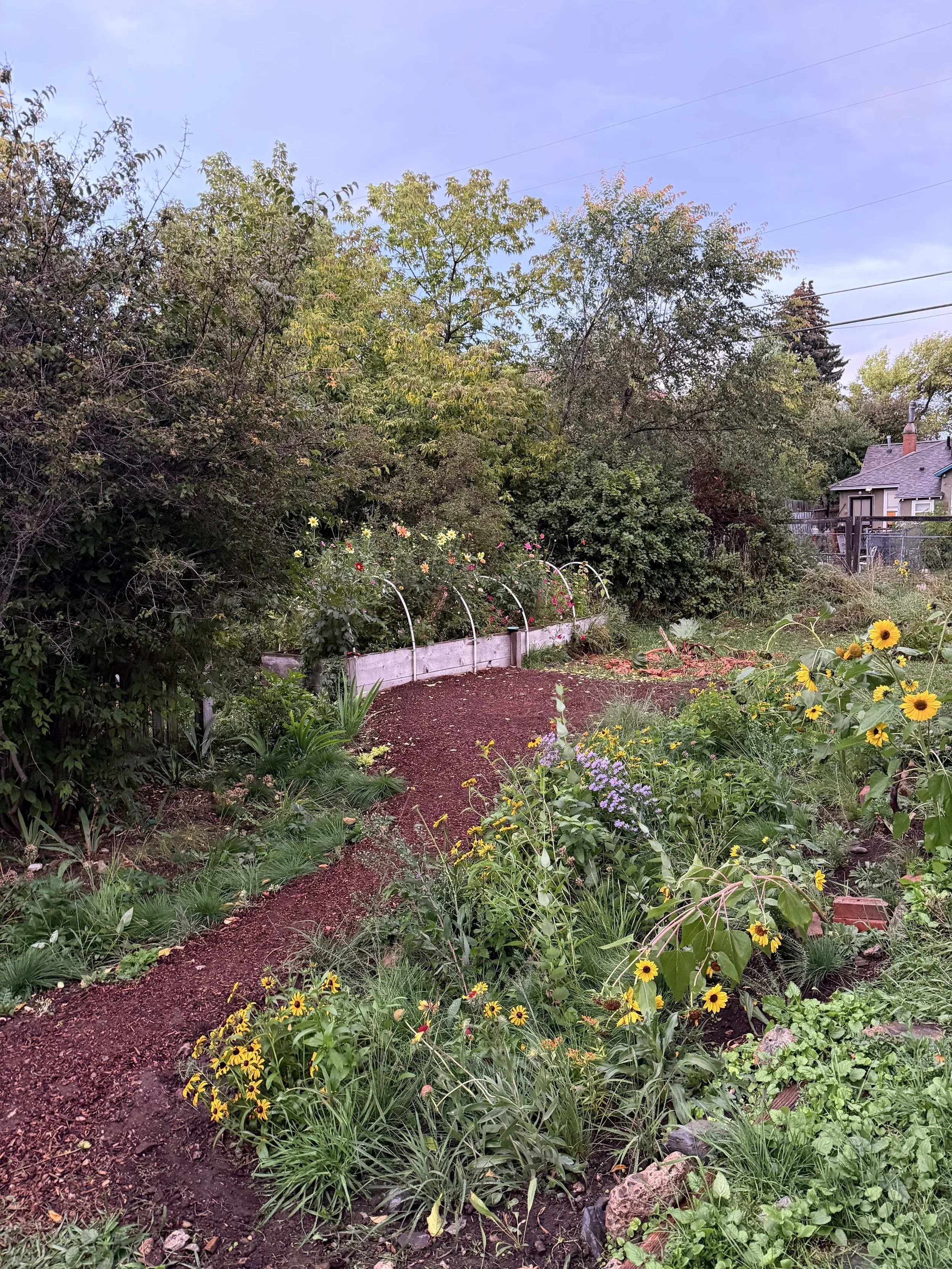 A lush garden with a winding mulch pathway, colorful meadow flowers including sunflowers and blanket flowers, and green shrubbery and trees in the background.