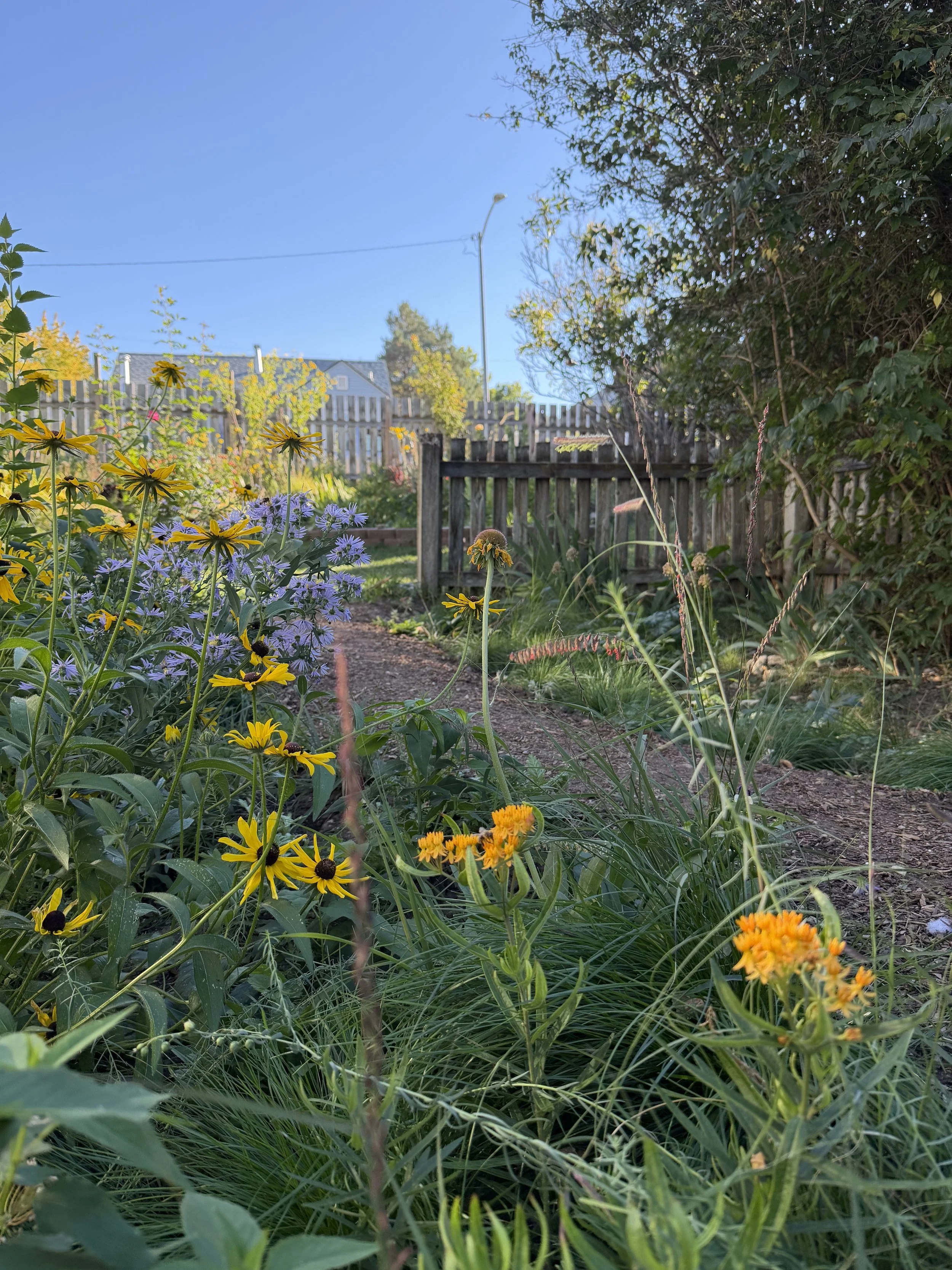 A garden pathway bordered by yellow and purple meadow flowers with a wooden fence and a streetlight in the background, under a clear blue sky.