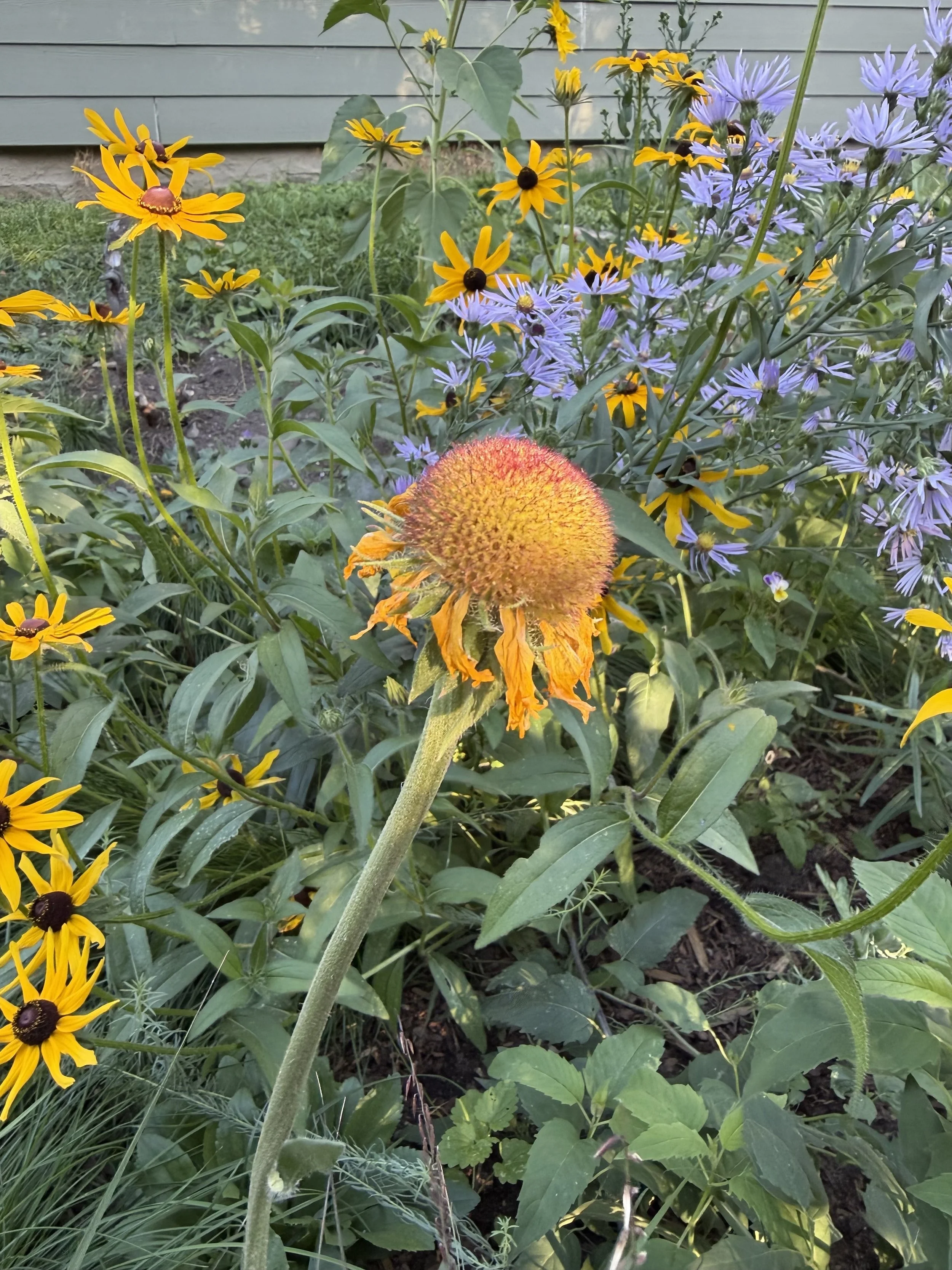Close-up of a vibrant orange blanket flower seed head with a round, spiky center, surrounded by yellow and purple flowers in a garden with green foliage and a house in the background.