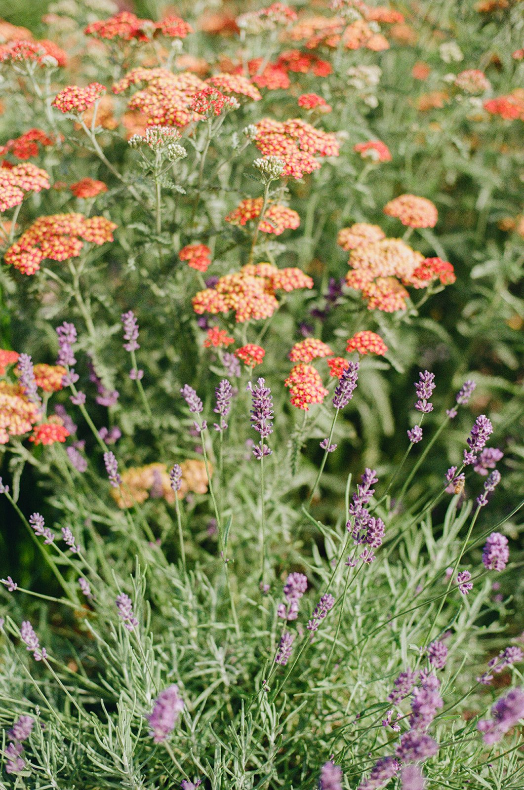 july-lightsonggardens-30_websize (1).jpg