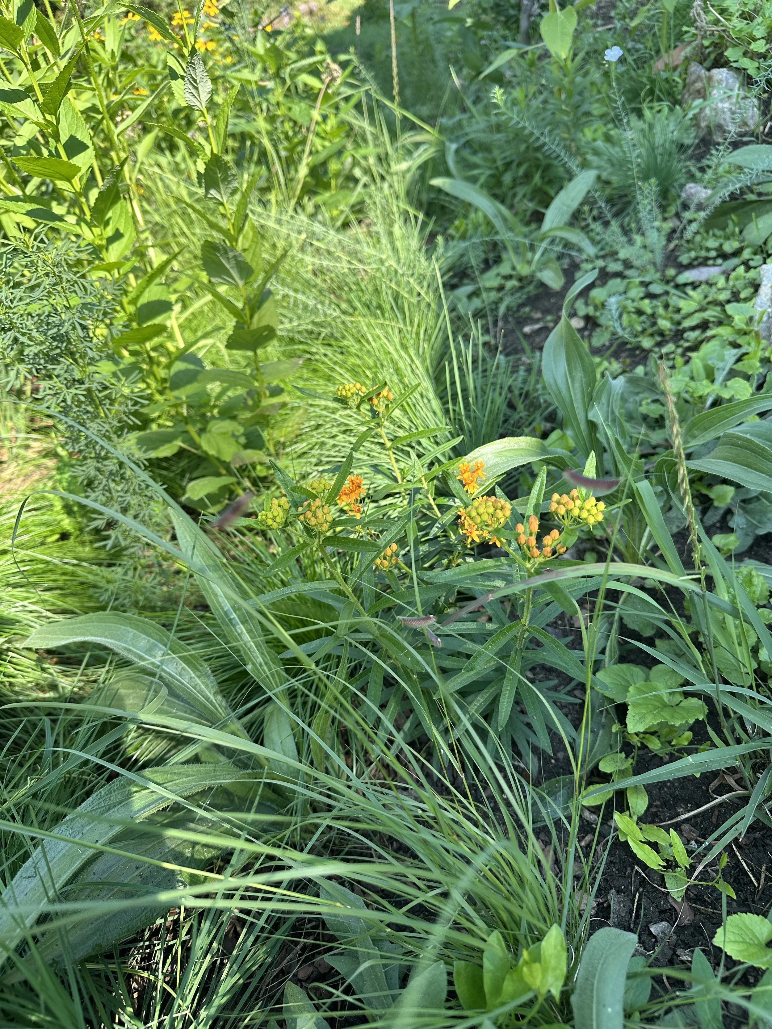 A garden with various green plants, including leafy shrubs, grasses, and flowering plants with small yellow-orange flowers.