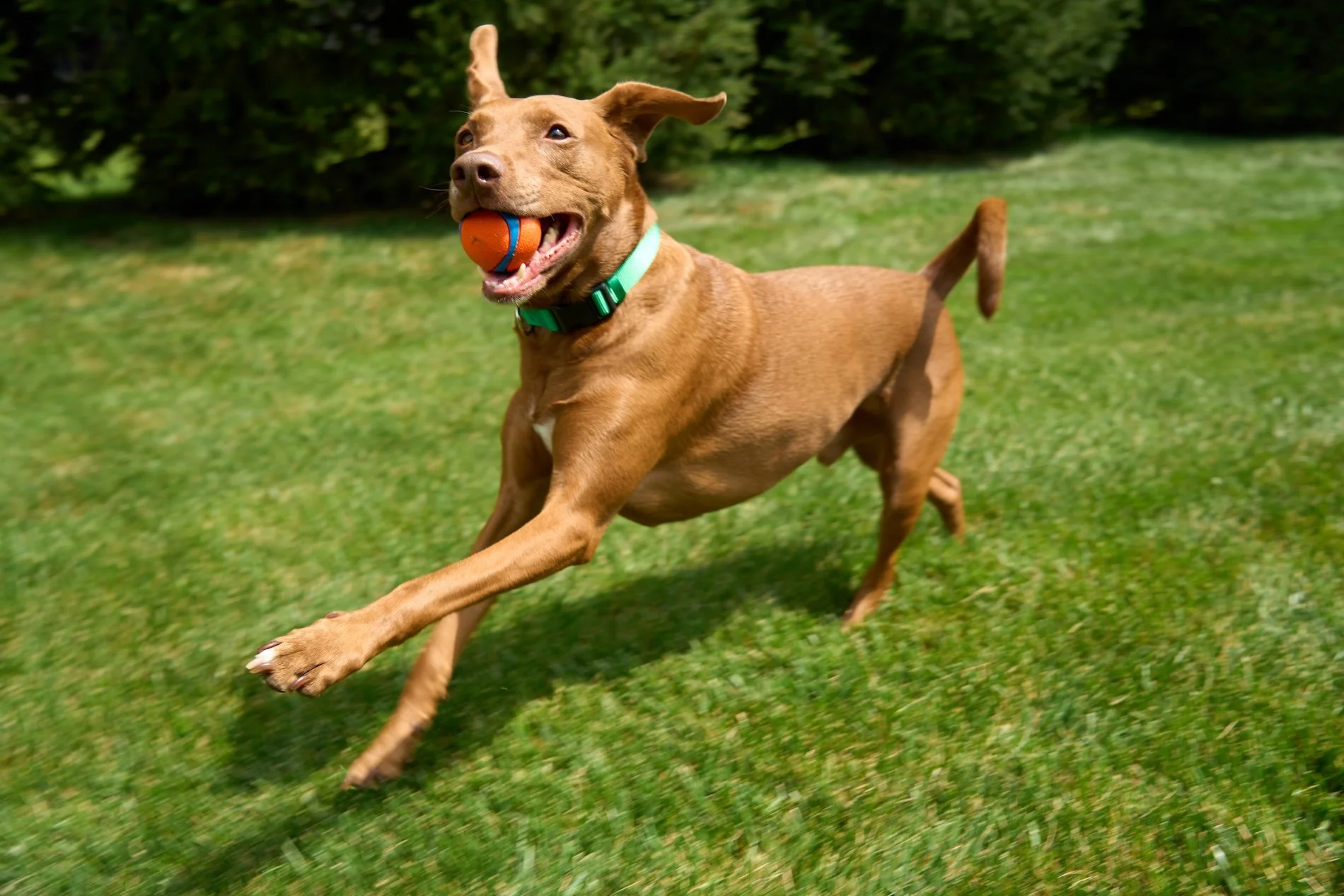 Lifestyle photography image of a brown dog outside playing