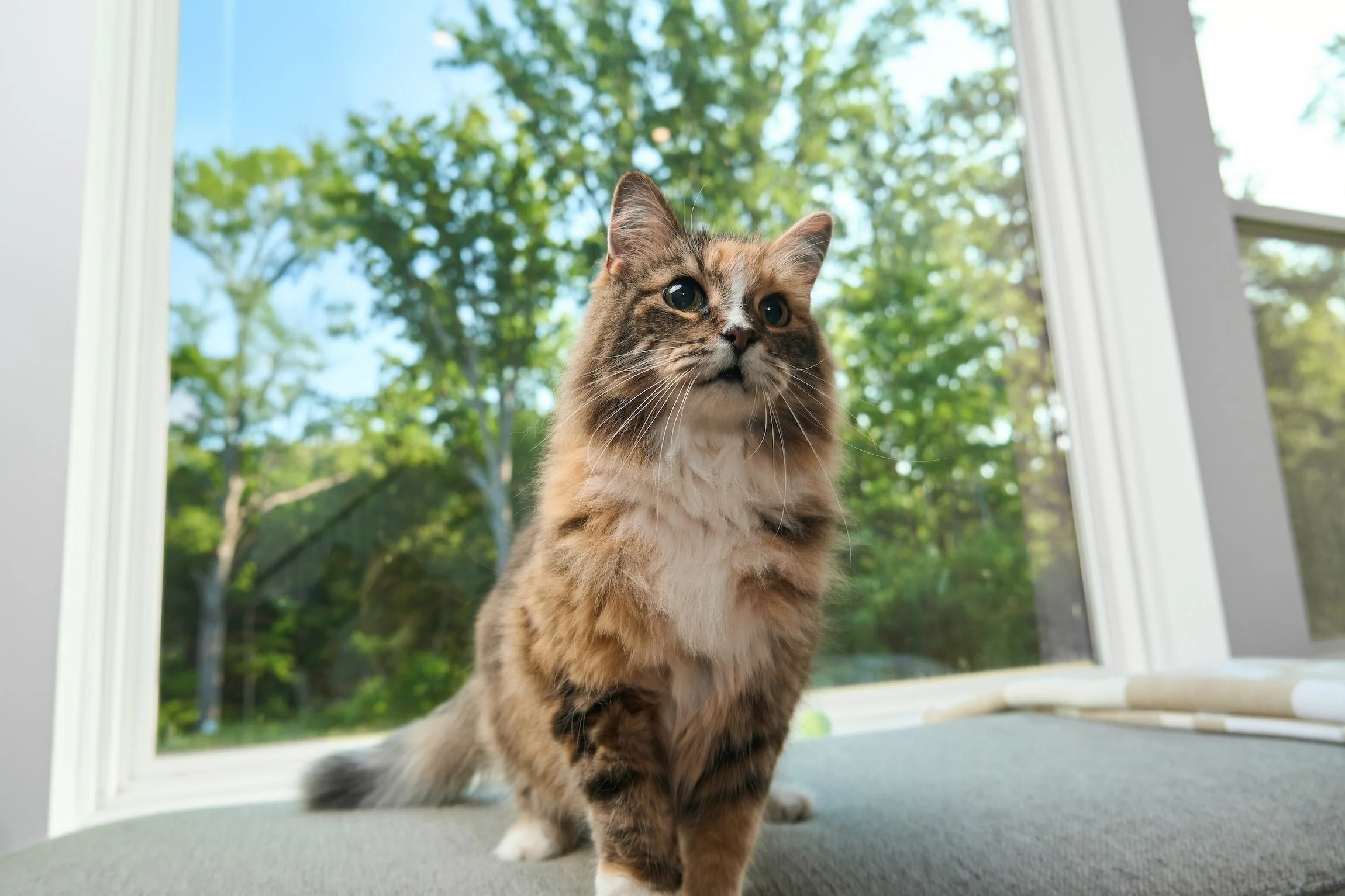 Lifestyle photography image of a cat by a window