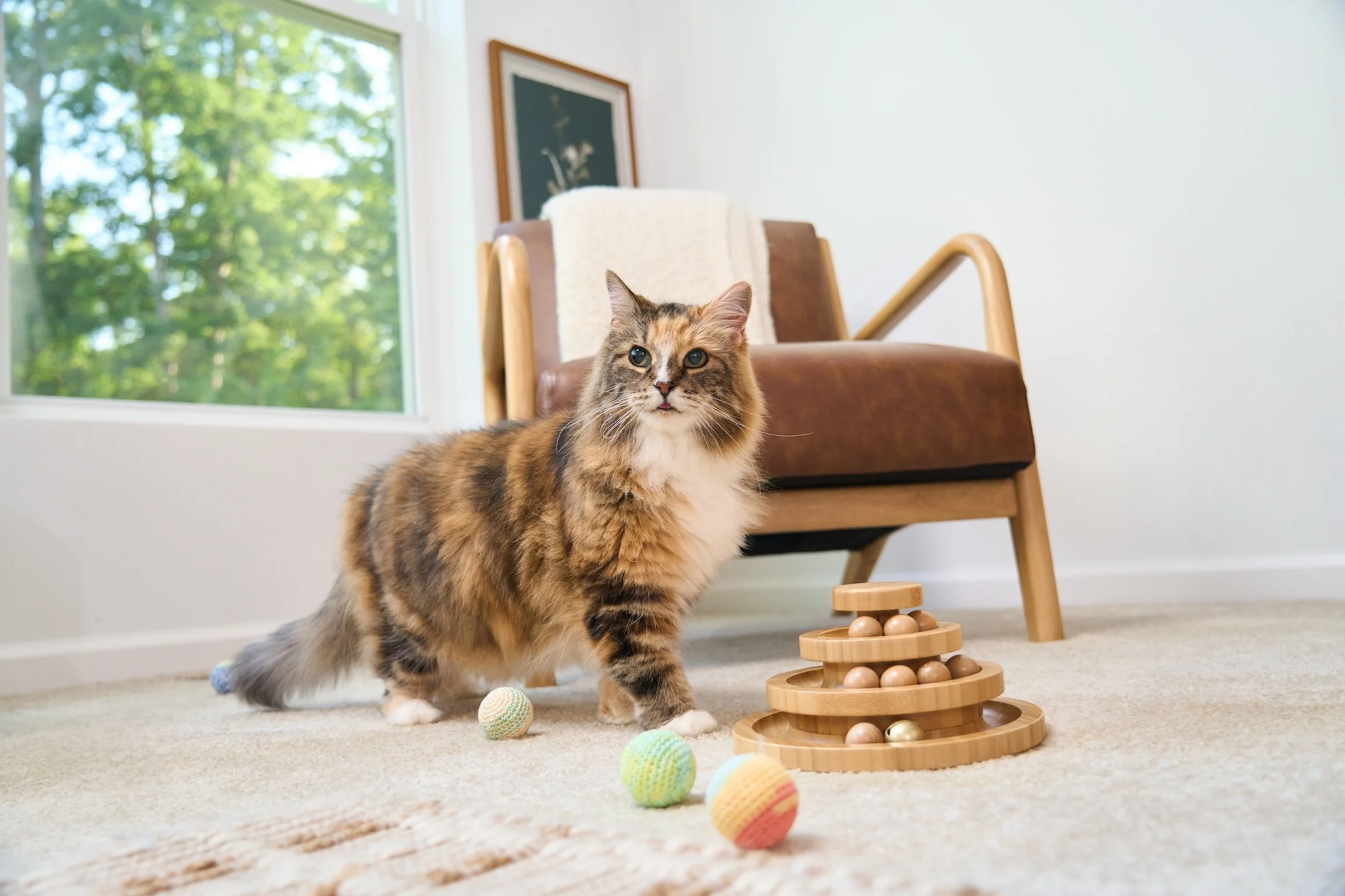 Lifestyle photography image of a cat walking toward a cat toy