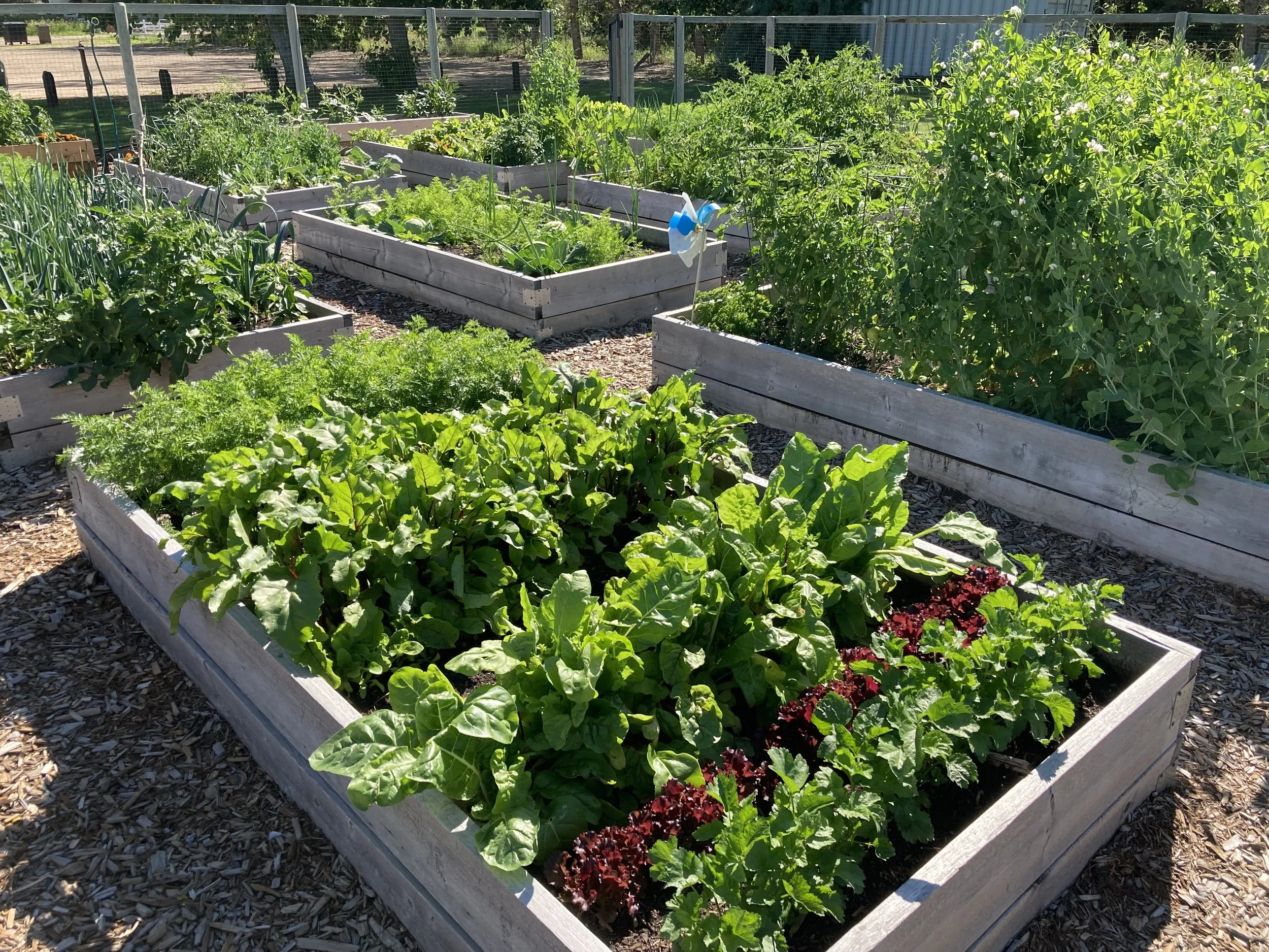 Growing Together Community Garden Application Deadline