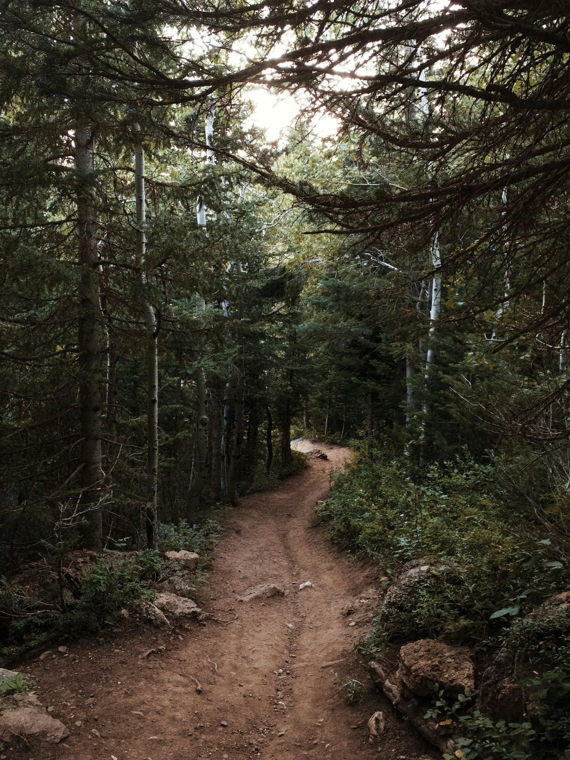image of a wooded trail