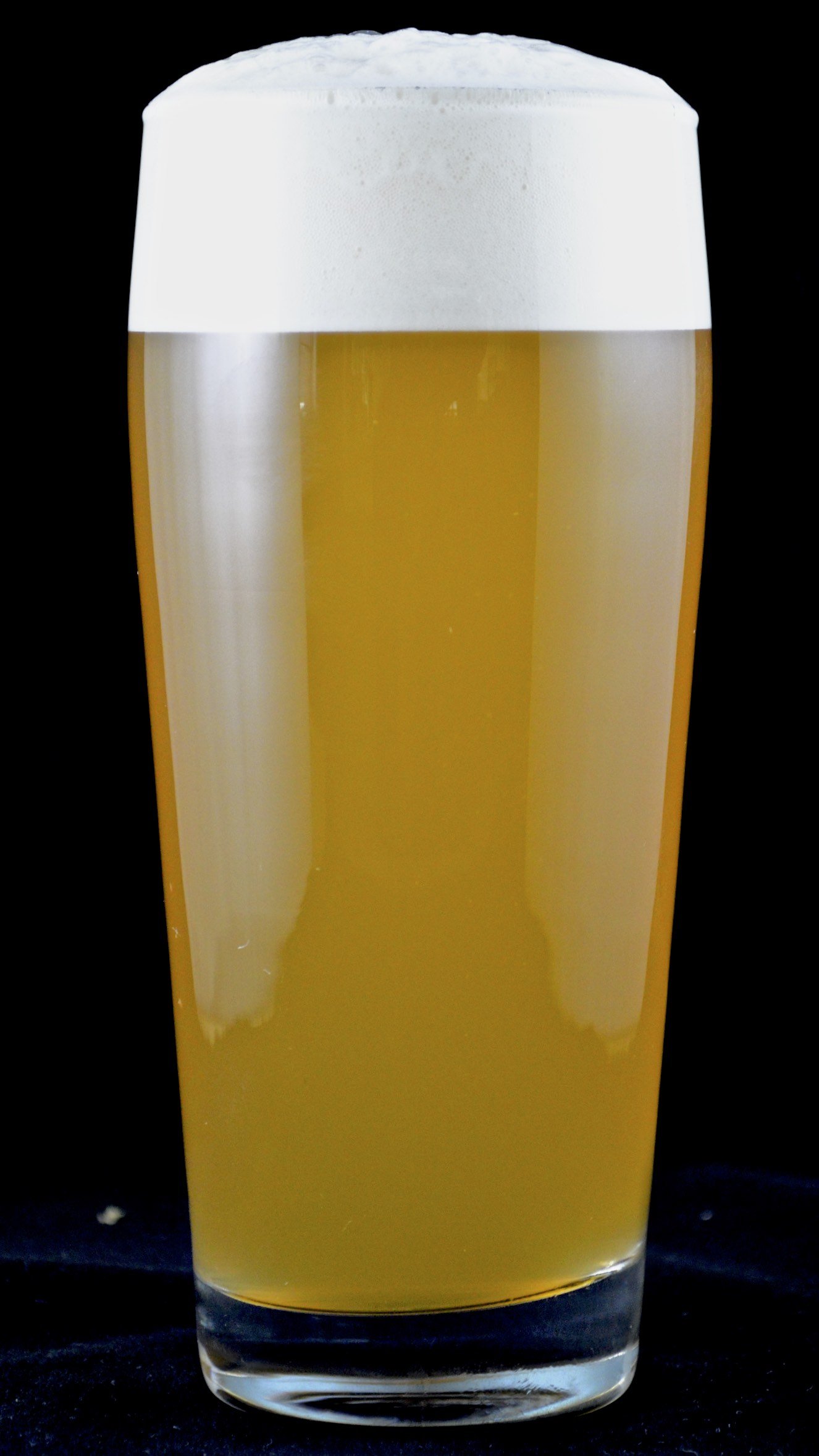 Hipster Catnip _ B.jpg