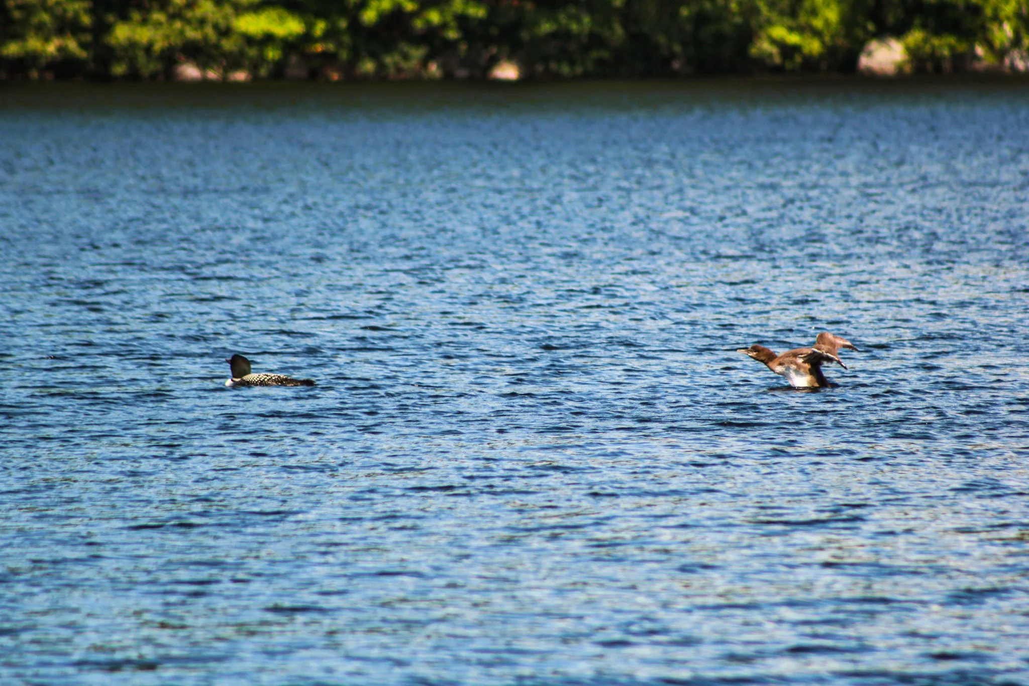 IMG_9636.jpg