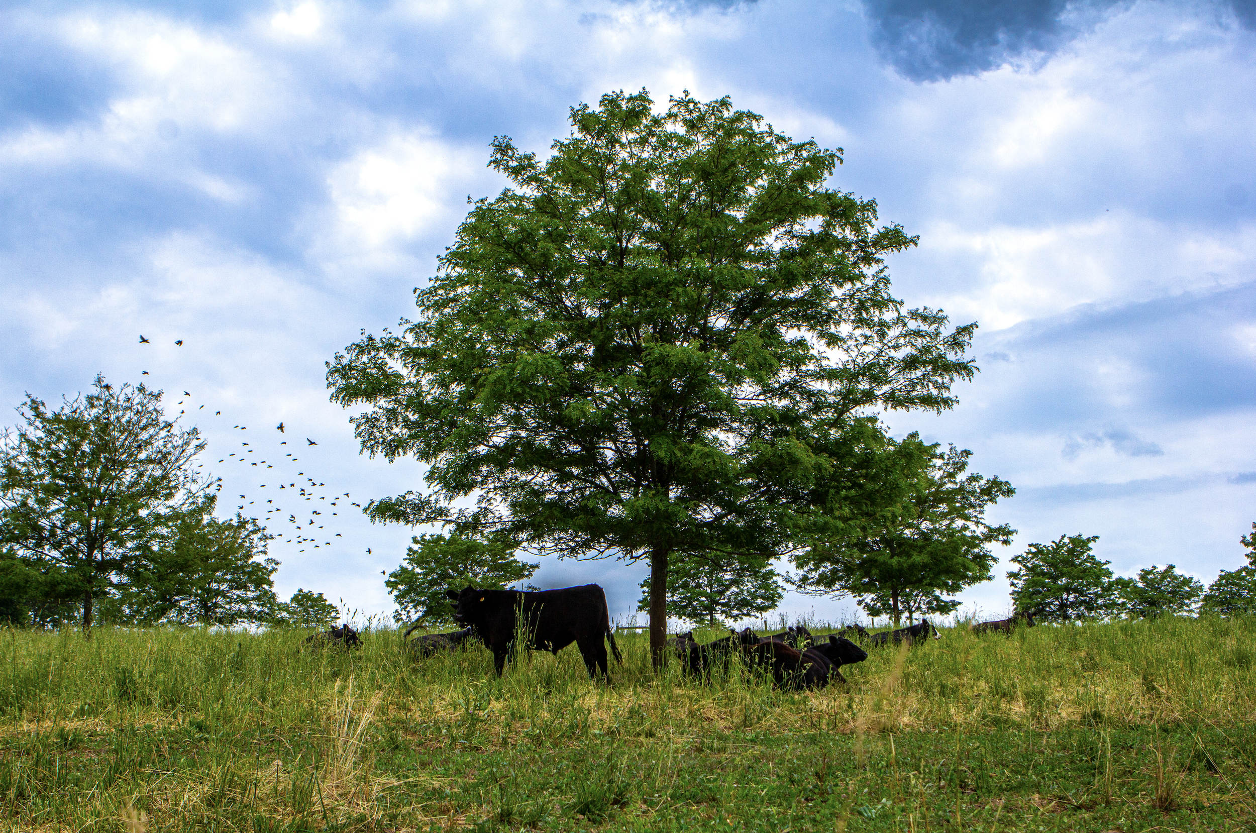 Birds & Cows _ TS Clay Photo.png