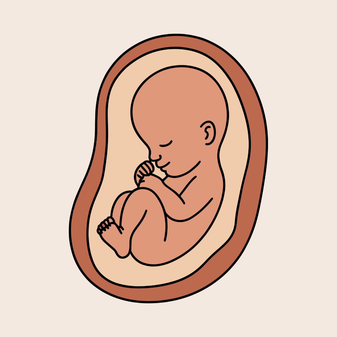Line drawing of a developing fetus inside the womb, curled in a fetal position with a peaceful expression.