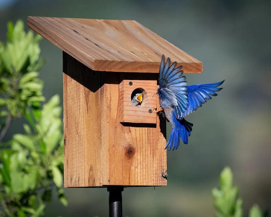 Join the Bluebird Watch at Crown Point