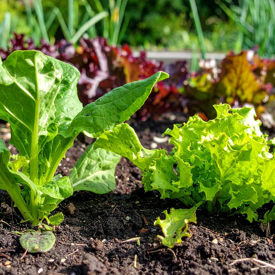 Square Images (34).png