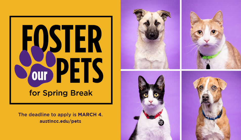 SP24_FosterPets_InfoHub_953x553.png