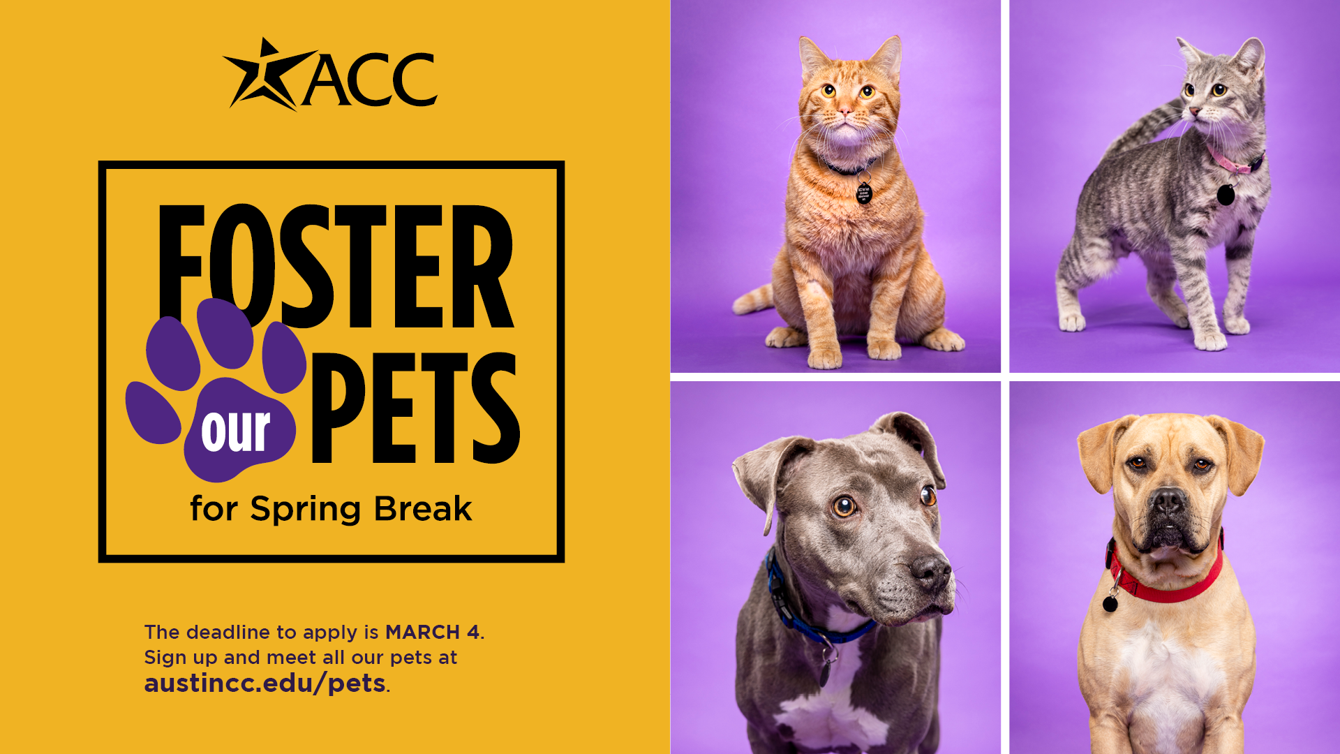 SP24_FosterPets_DigiSign_1920x1080.png