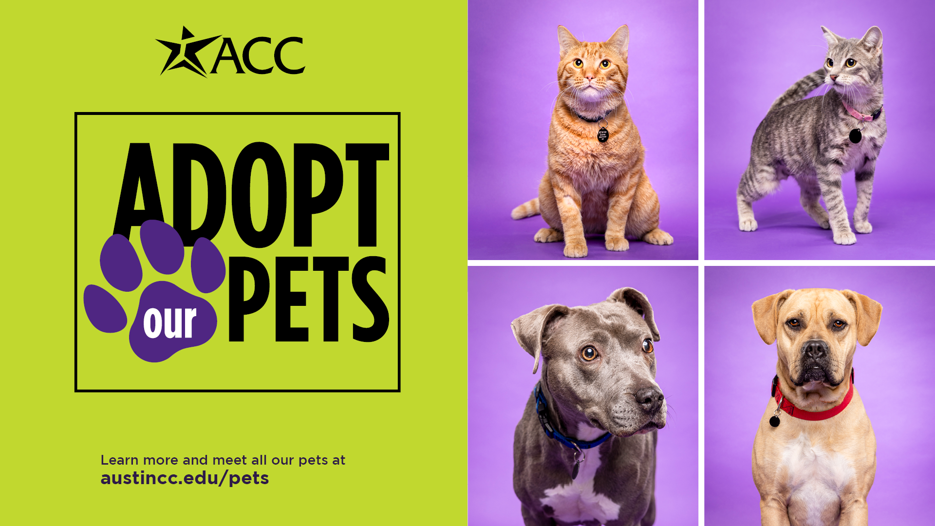 SP24_AdoptPets_1920x1080.png