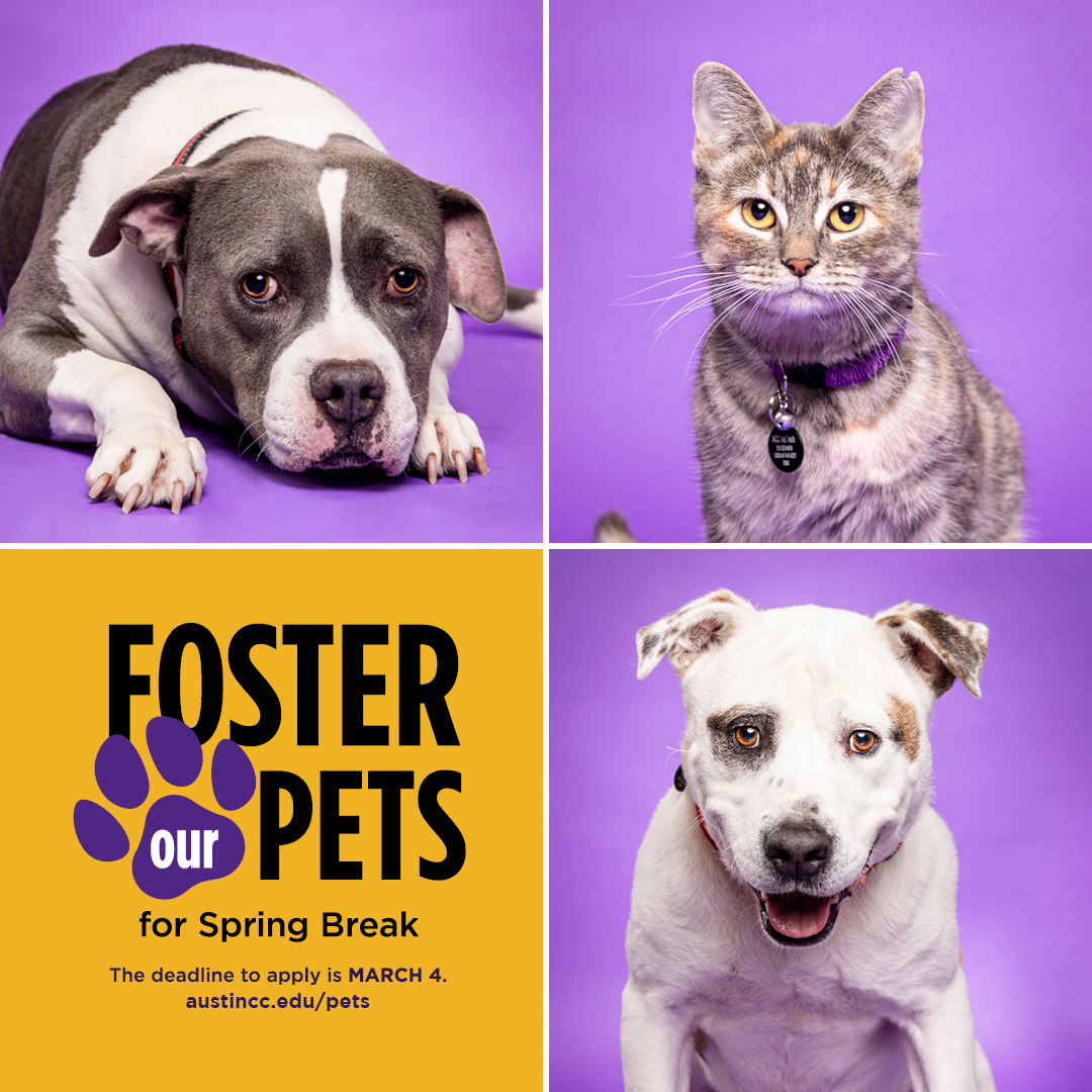 SP24_FosterPets_Feed_1080x1080.png