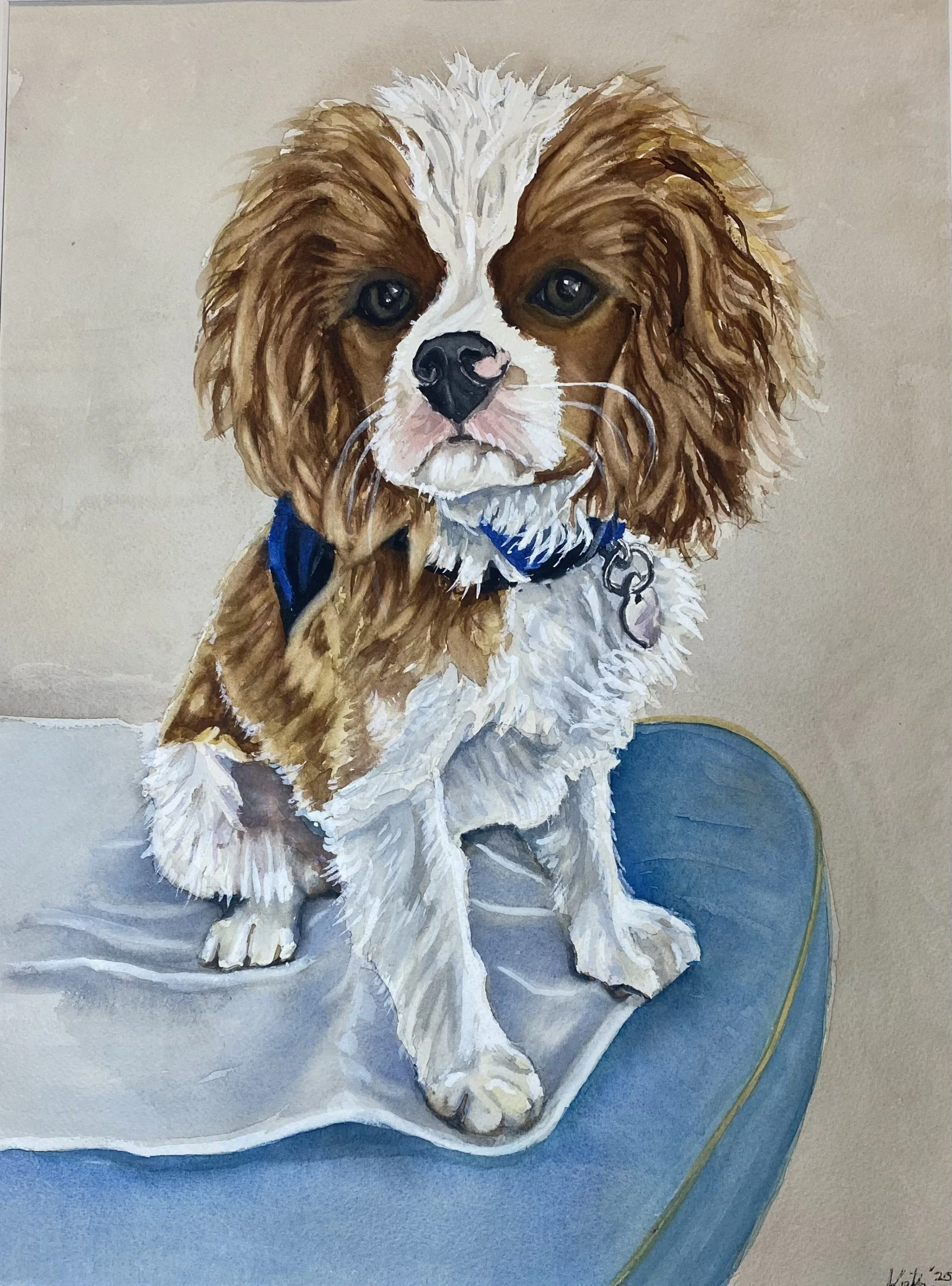 King Charles Puppy