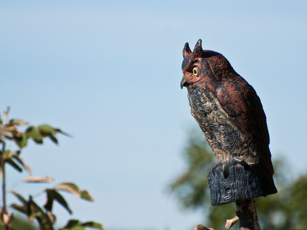 woodys-decoy-owl-1.jpg