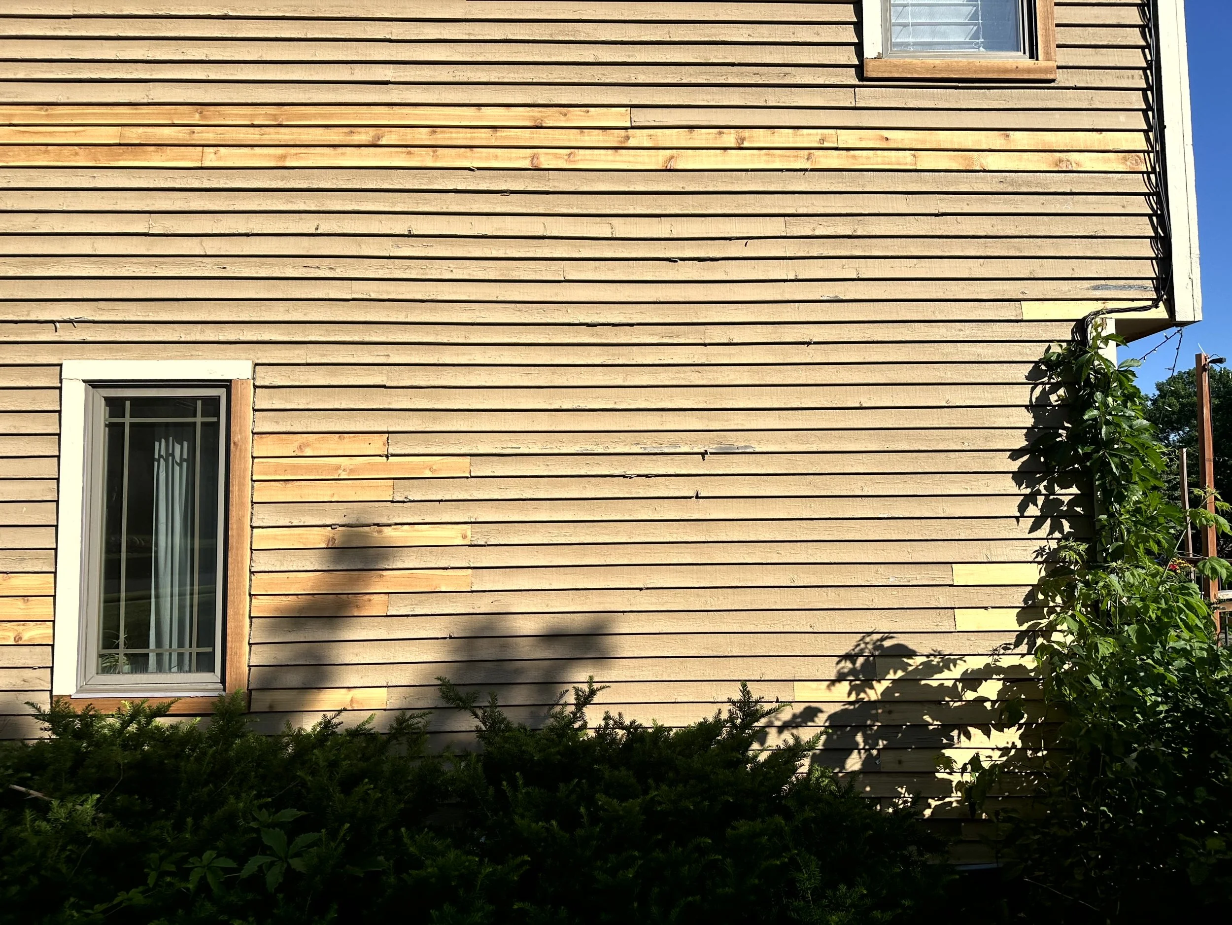 Exterior of a house with unfinished horizontal wood siding, a double-hung window, and shadows of plants cast on the wall. There is a bush in front and a climbing plant on the right side.