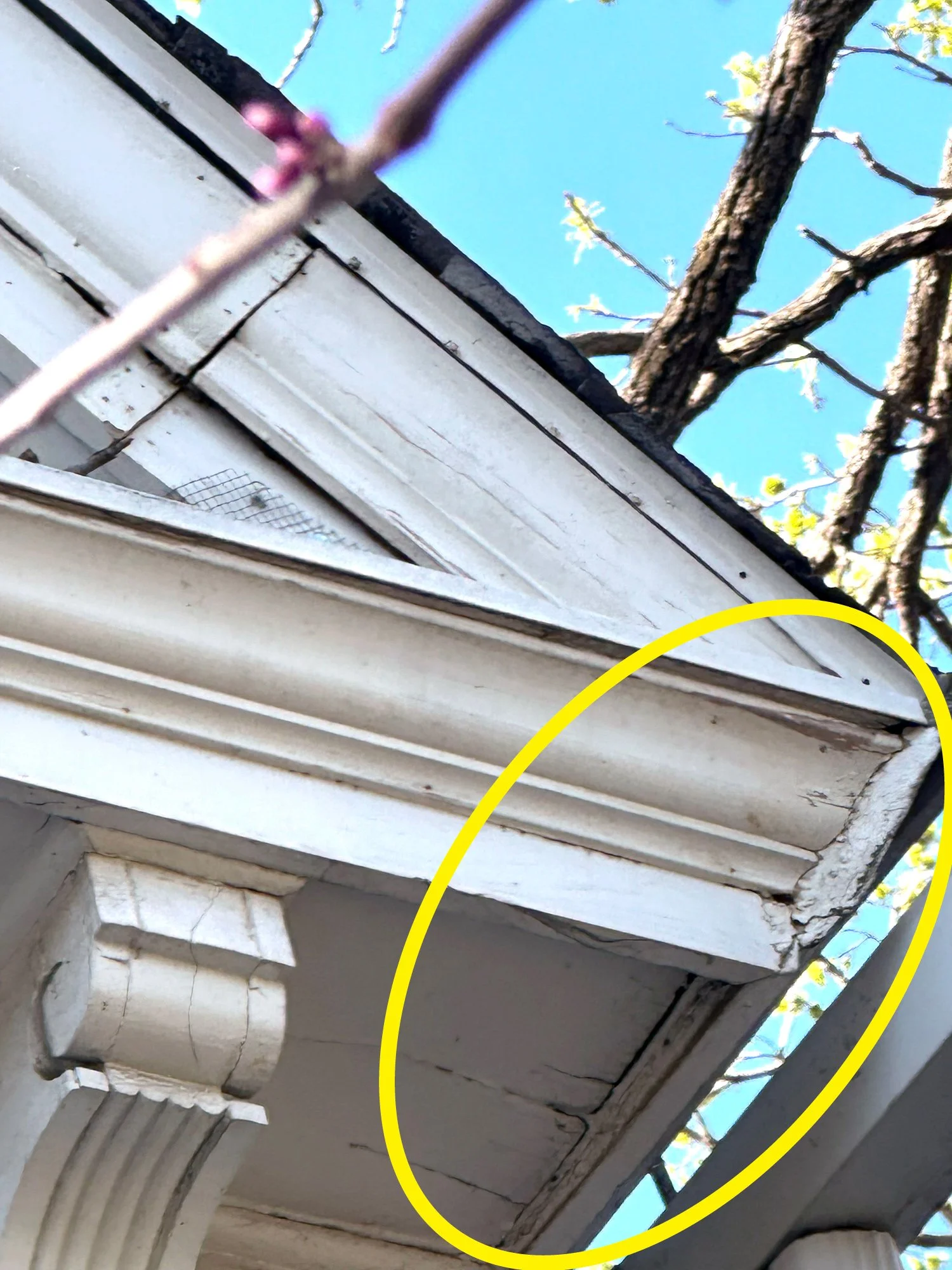 Close-up of a building corner with cracked and peeling white decorative trim, circled in yellow, with a tree and blue sky in the background.