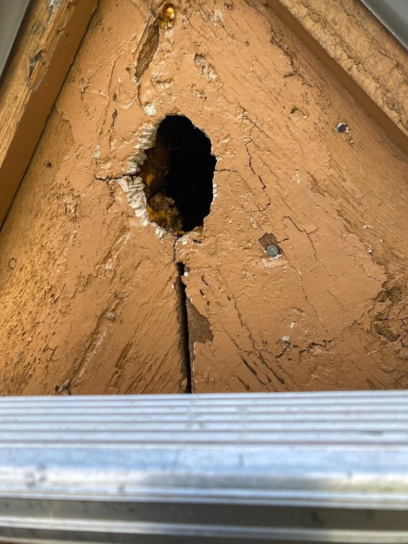 A hole in a wooden surface, showing damaged wood with cracks and peeling paint around the hole.