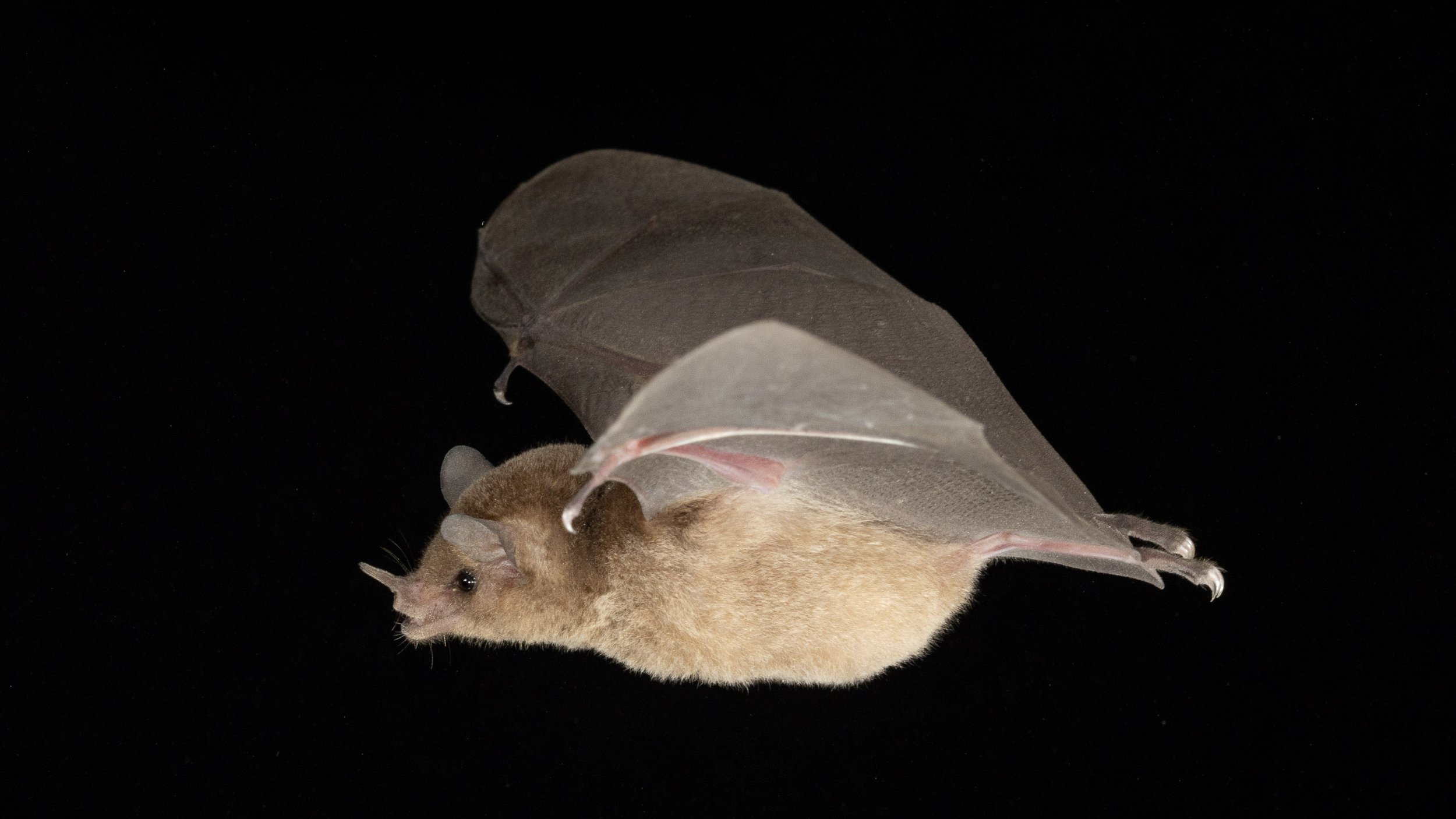 🌸  Glossophaga mutica  from Belize.