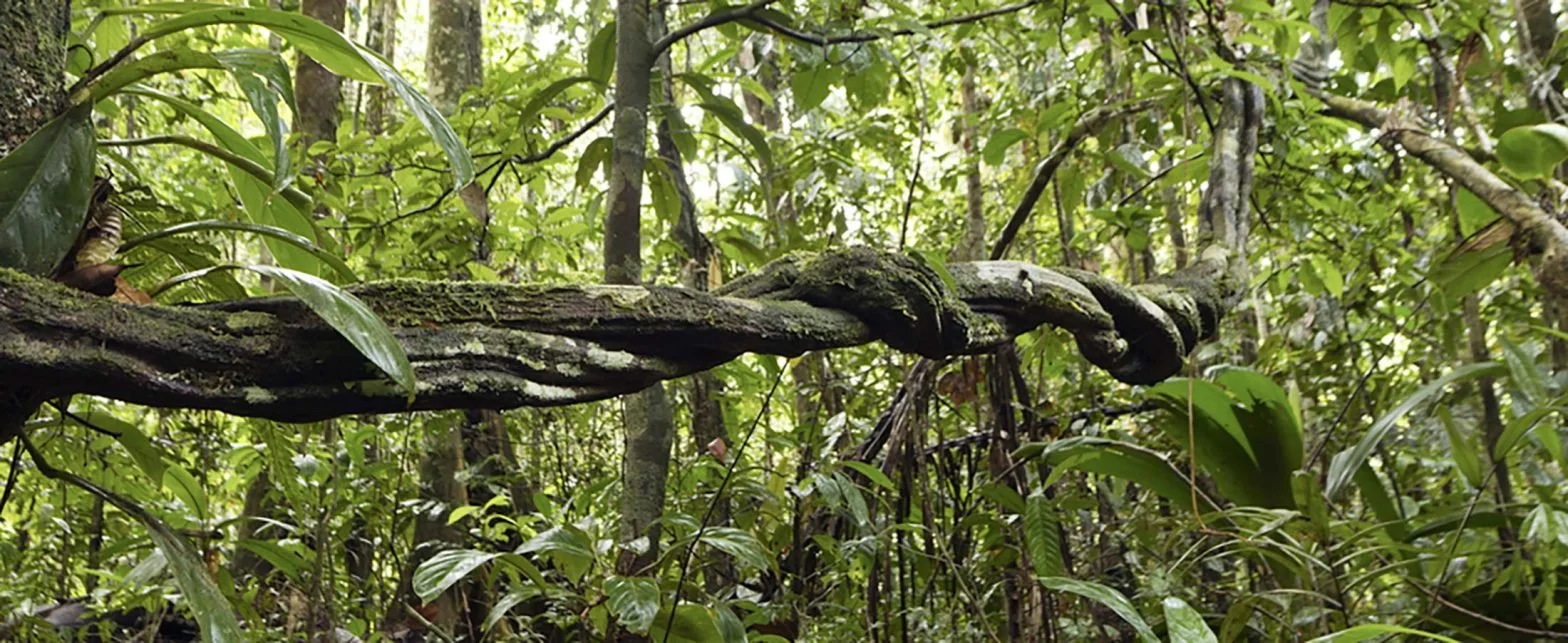 Safety Guidelines: Ayahuasca