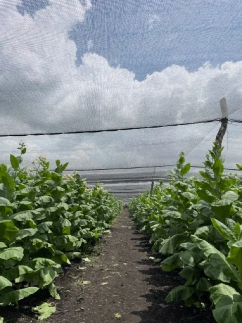 IMG_3263 Medium.jpeg