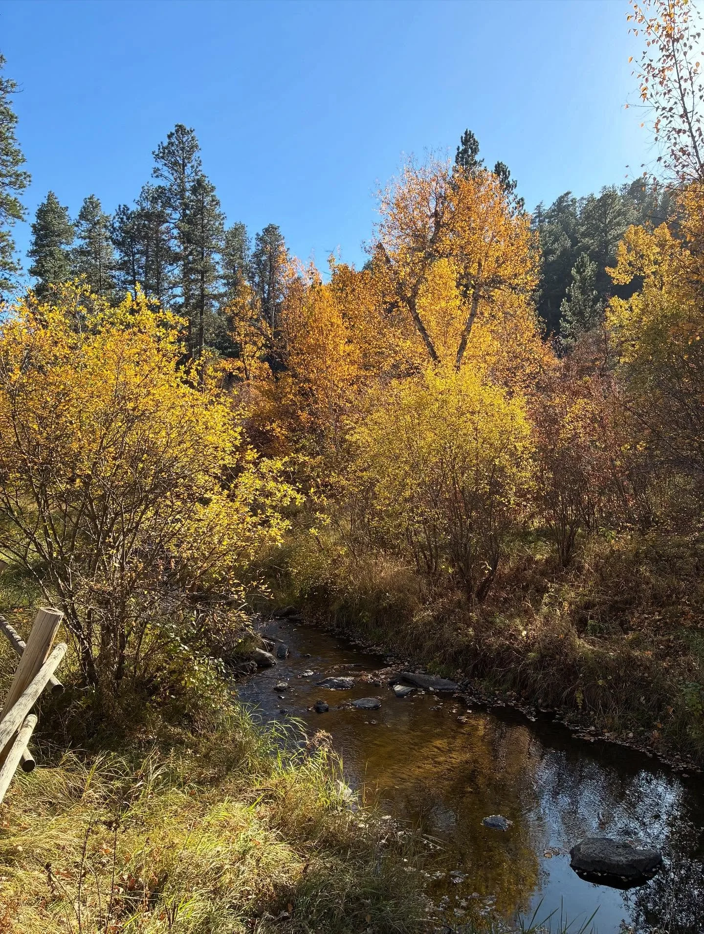Iron Creek Trail. 🍁 
#blackhills #blackhillshiking #custerstatepark
