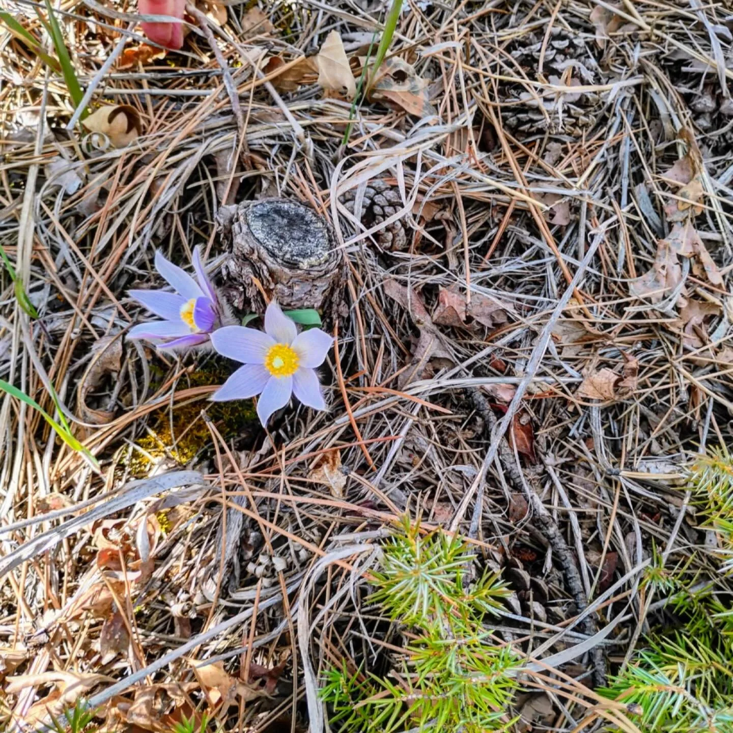 &ldquo;It&rsquo;s spring fever. That is what the name of it is. And when you&rsquo;ve got it, you want&mdash;oh, you don&rsquo;t quite know what it is you do want, but it just fairly makes your heart ache, you want it so!&rdquo;- Mark Twain