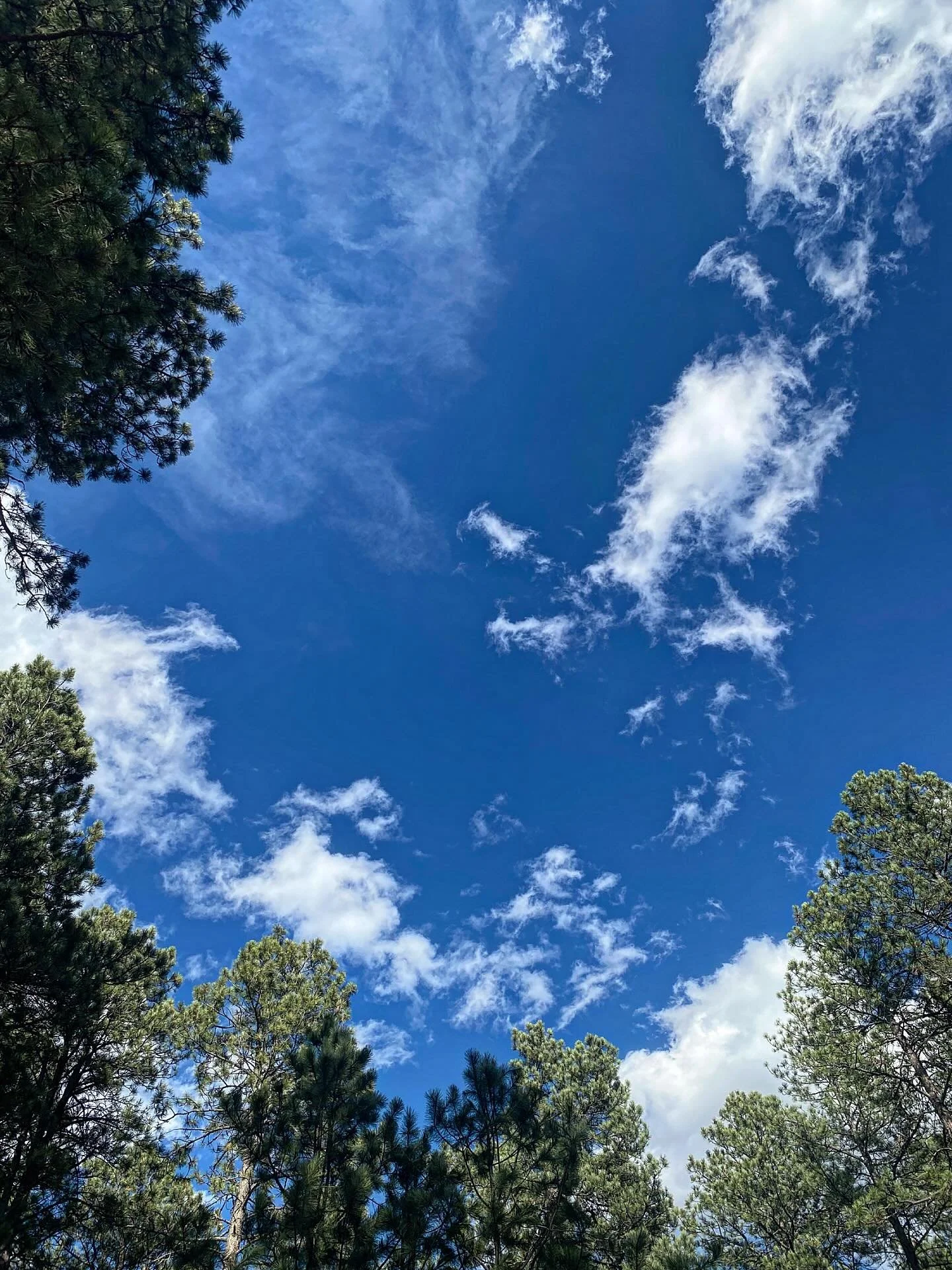 &ldquo;It is spring again. The earth is like a child that knows poems by heart.&rdquo;

―Rainer Maria Rilke

#spring #blackhills #hillcity