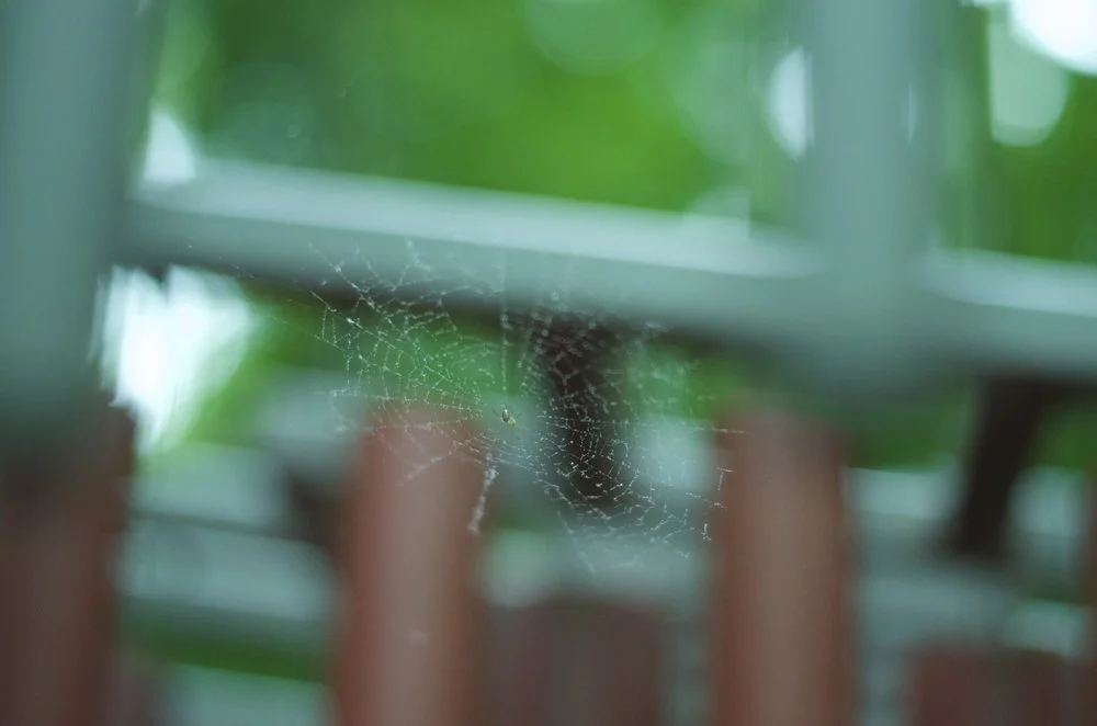 teaching during pandemic in a climate change era, when the governor is accused of sexual harassment