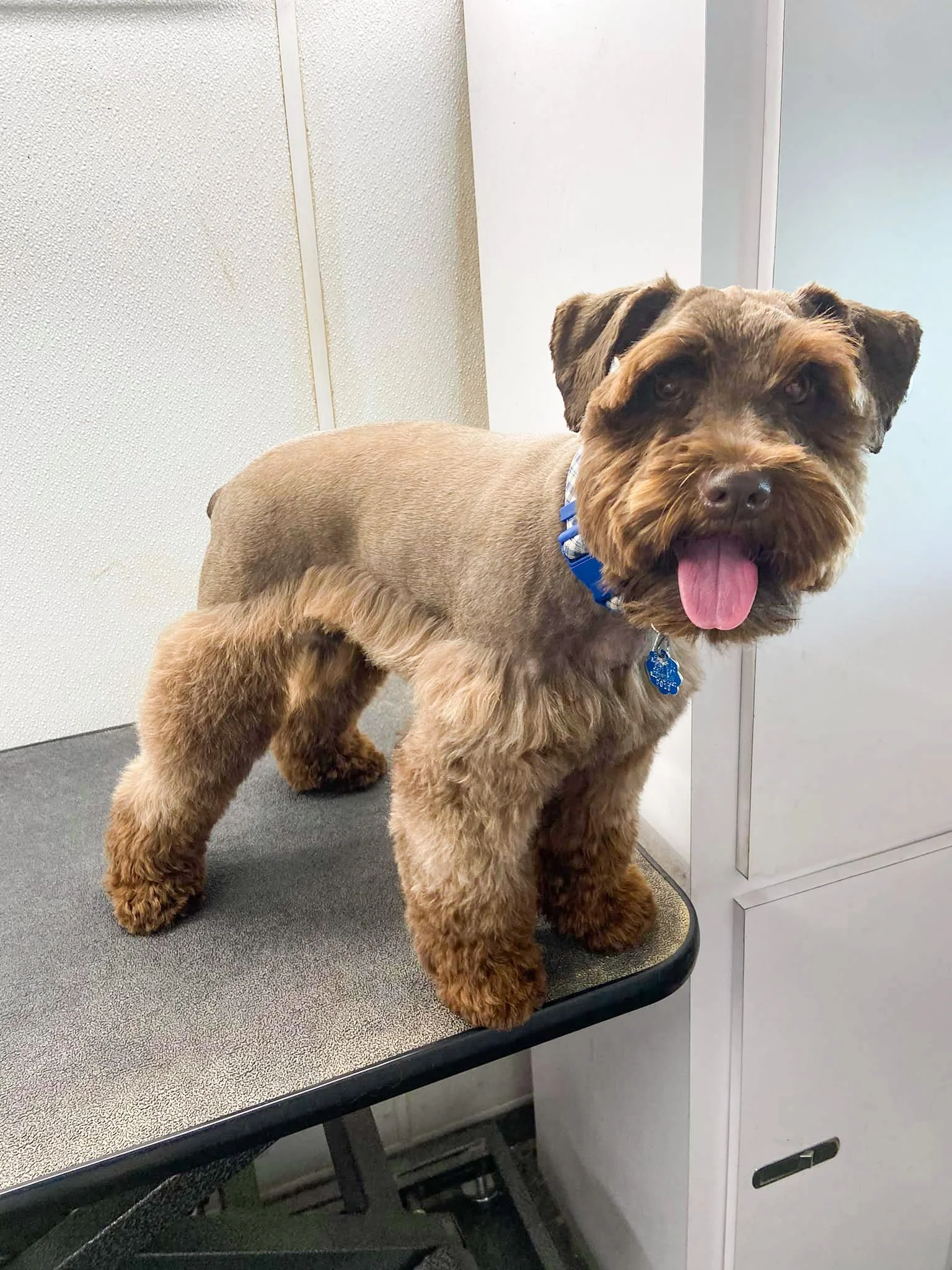 Mutt Kutz, LLC. Dog Grooming Services