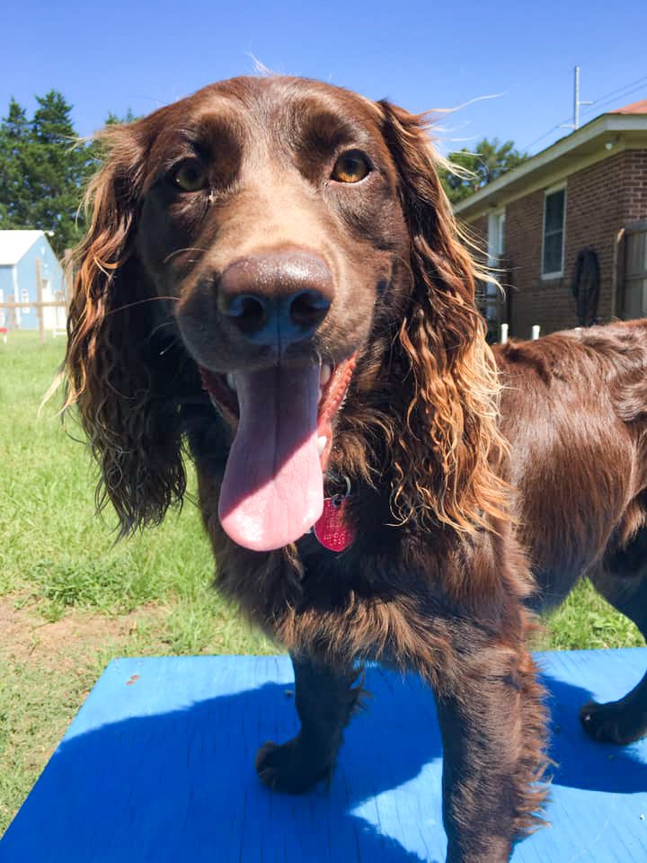 Mutt Kutz, LLC. Dog Grooming Services