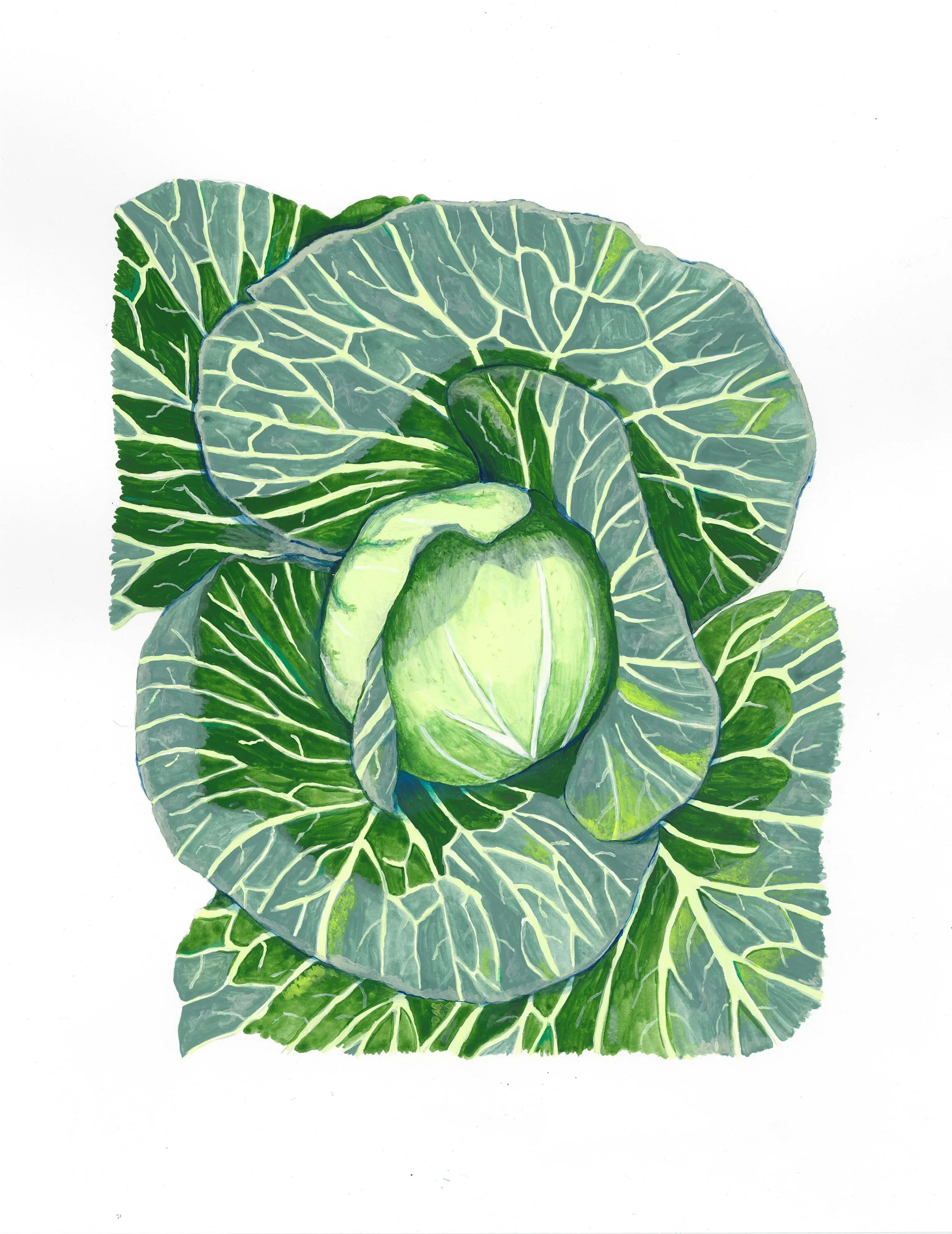 &nbsp;  Cabbage 
 &nbsp; mixed media