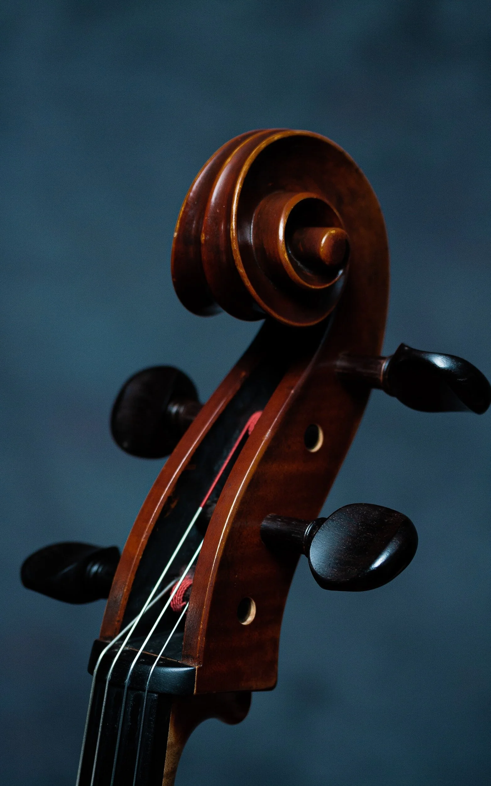 Close-up of a violin showing details of wooden frame and strings.