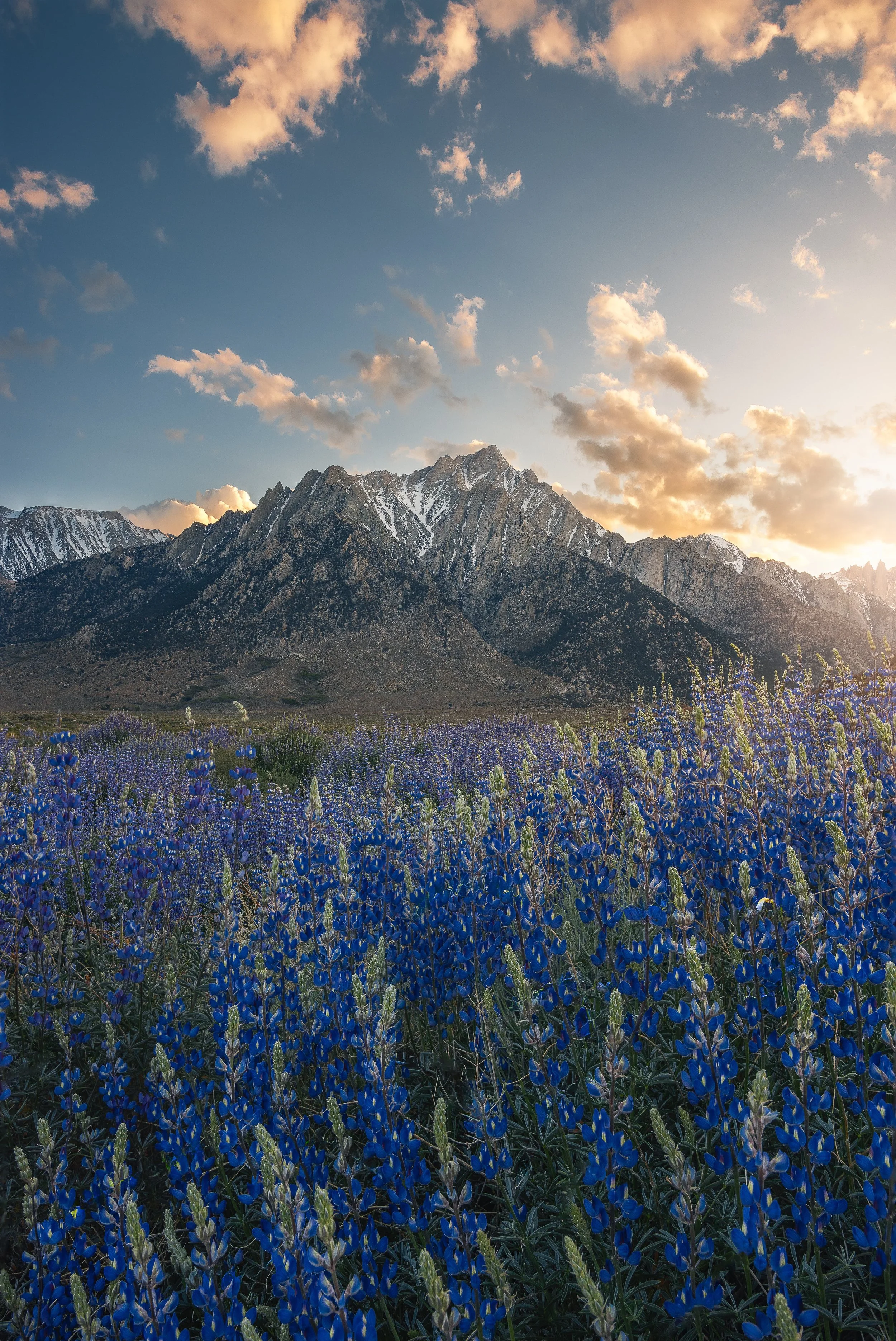 Bama Lupines New-min.jpg